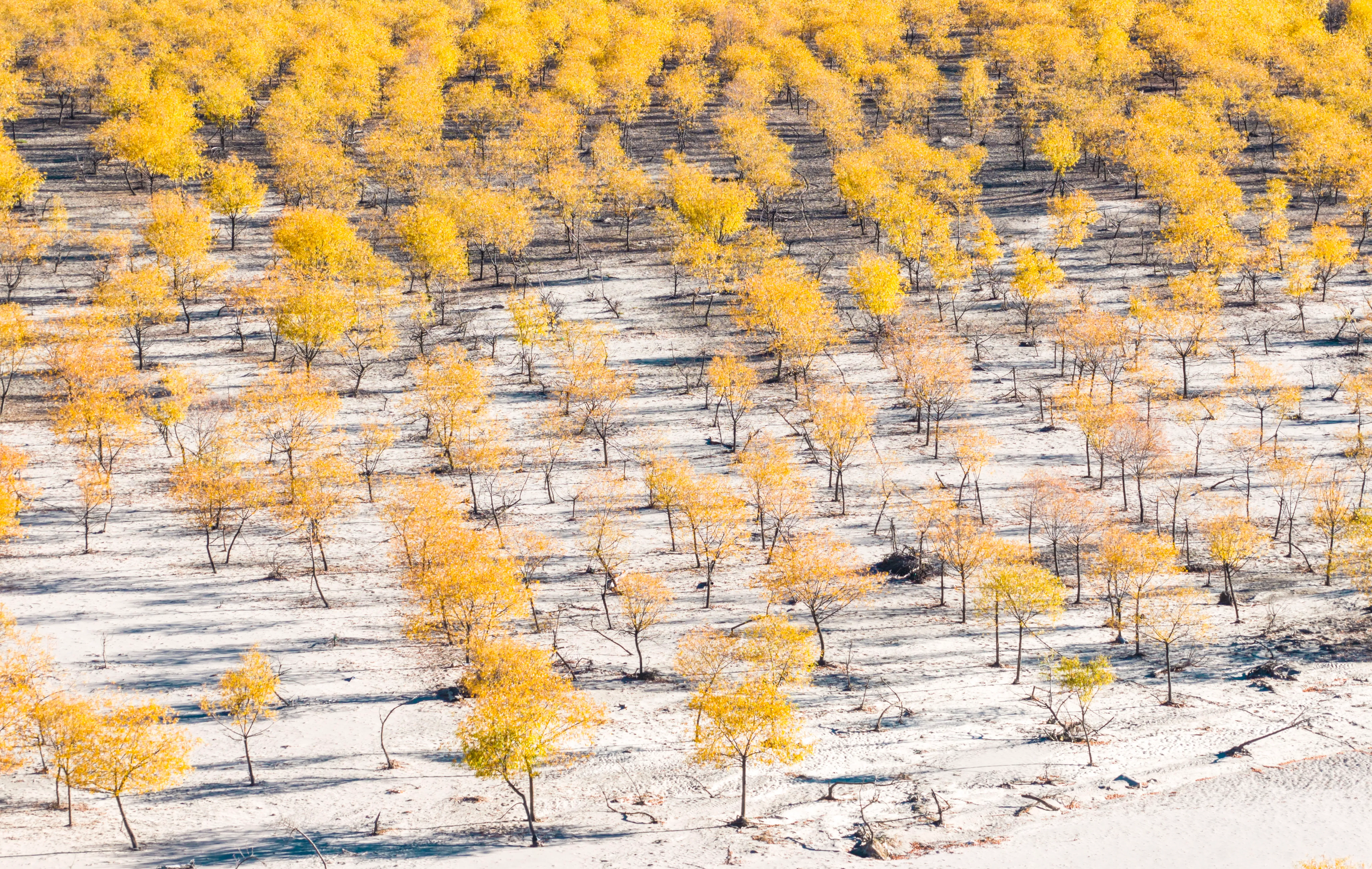 غابة من الأشجار الصفراء في منطقة جافة، تعكس جهود الصين في مشاريع الطاقة الكهرومائية وتأثيرها على البيئة.
