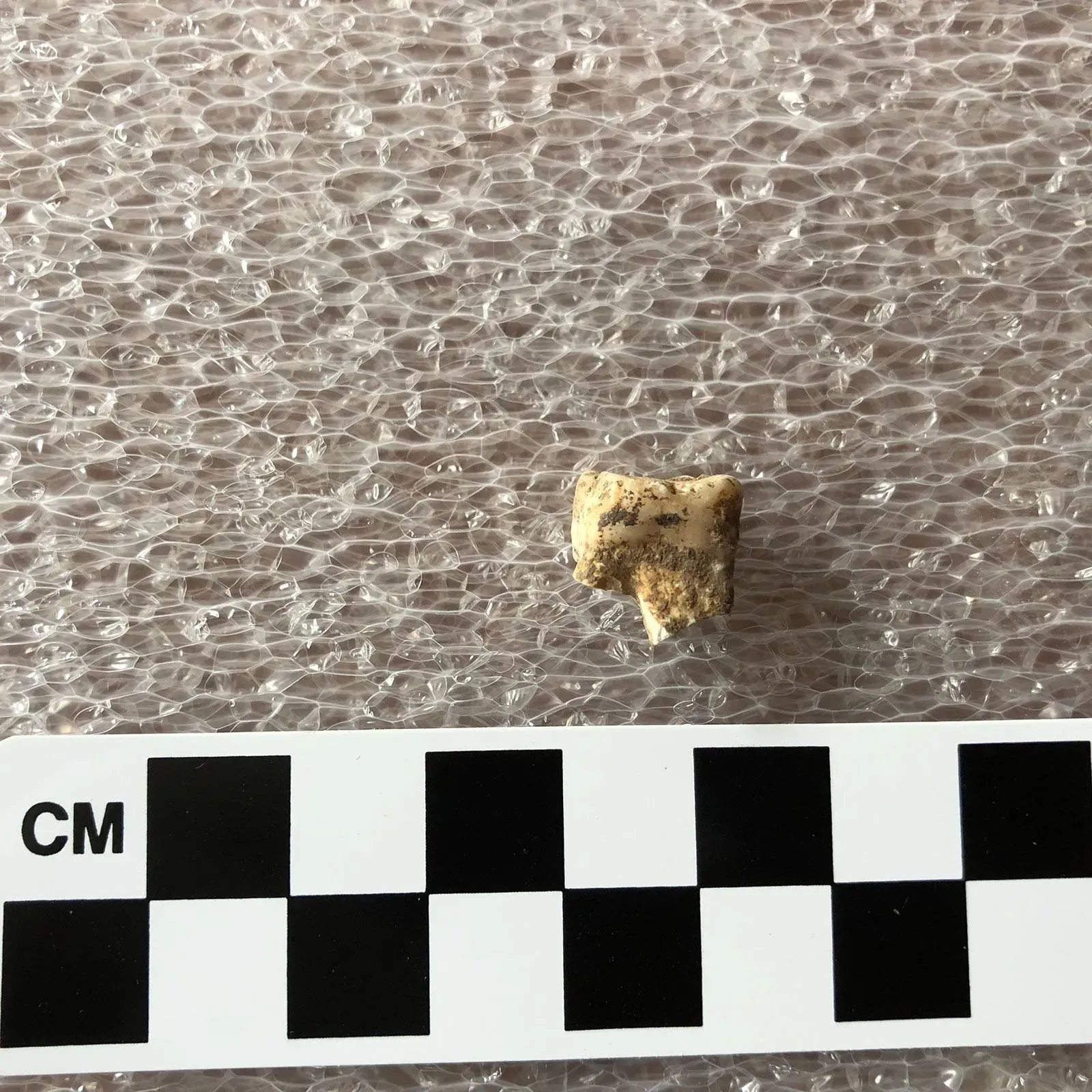 عينة من لويحة سنية قديمة تعود إلى 4000 عام، تم استخدامها لتأكيد آثار مضغ جوز التنبول في المجتمعات التايلاندية القديمة.