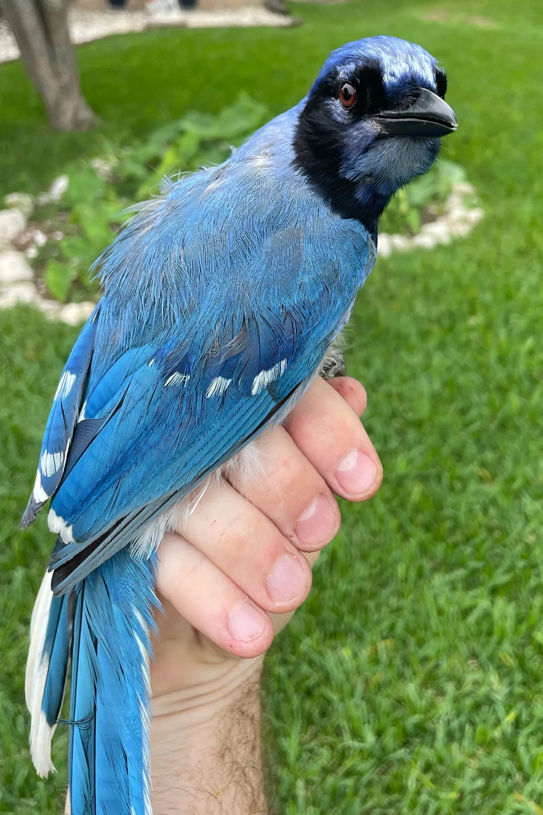 طائر هجين يجمع بين صفات طائر الجاي الأزرق والجاي الأخضر، يظهر ريشًا أزرق وبقعًا بيضاء، تم اكتشافه في تكساس.