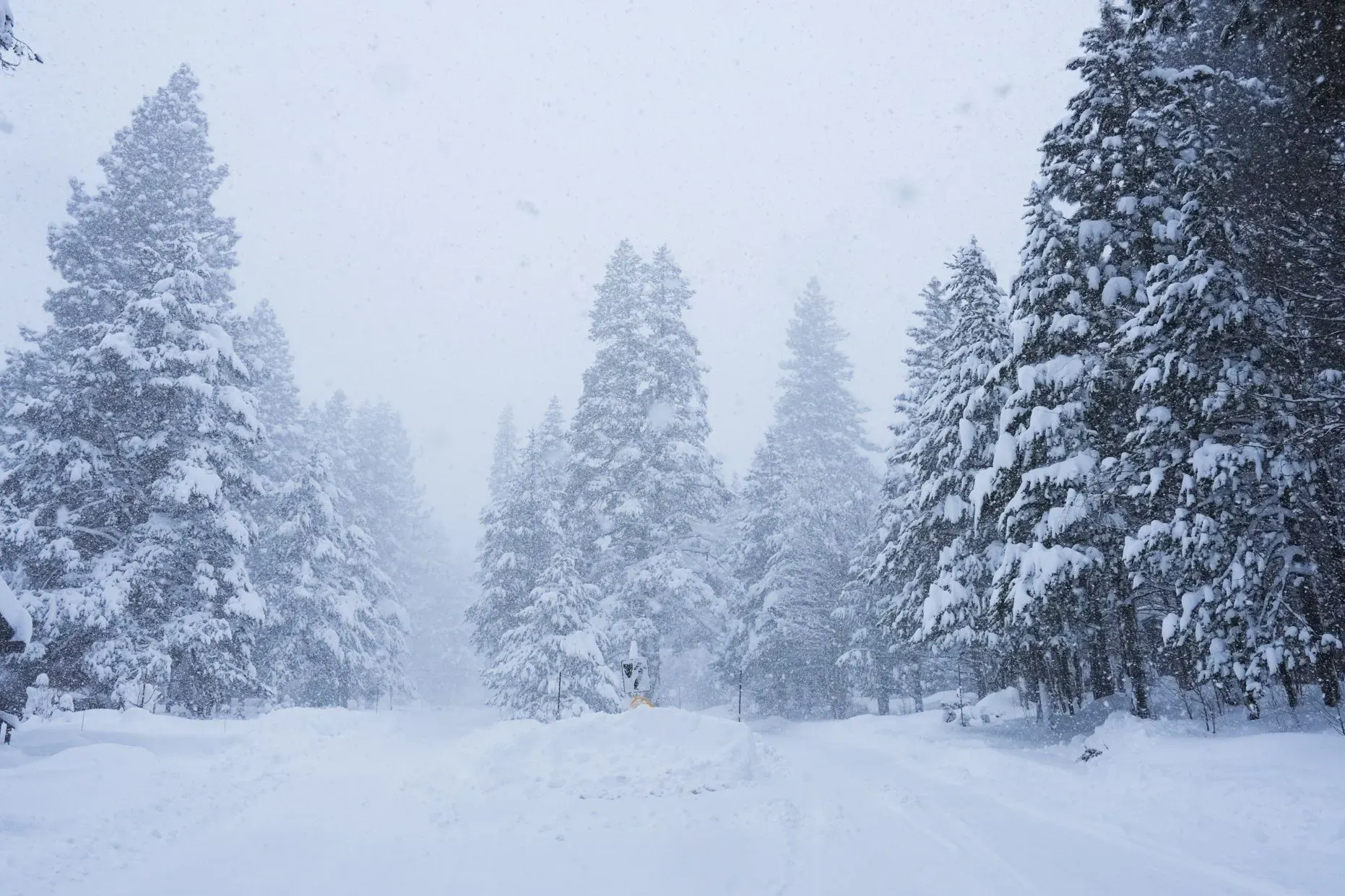 غابة مغطاة بالثلوج في سييرا نيفادا، حيث تتساقط الثلوج بكثافة، مما يخلق أجواءً شتوية قاسية خلال رحلة التزلج.