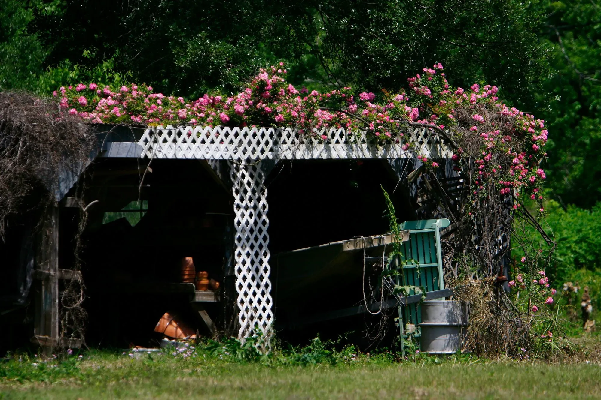 وردة متسلقة ذات أزهار وردية تغطي هيكلًا قديمًا في حديقة بيغي مارتن في فينيكس، لويزيانا، رمزًا للصمود بعد إعصار كاترينا.