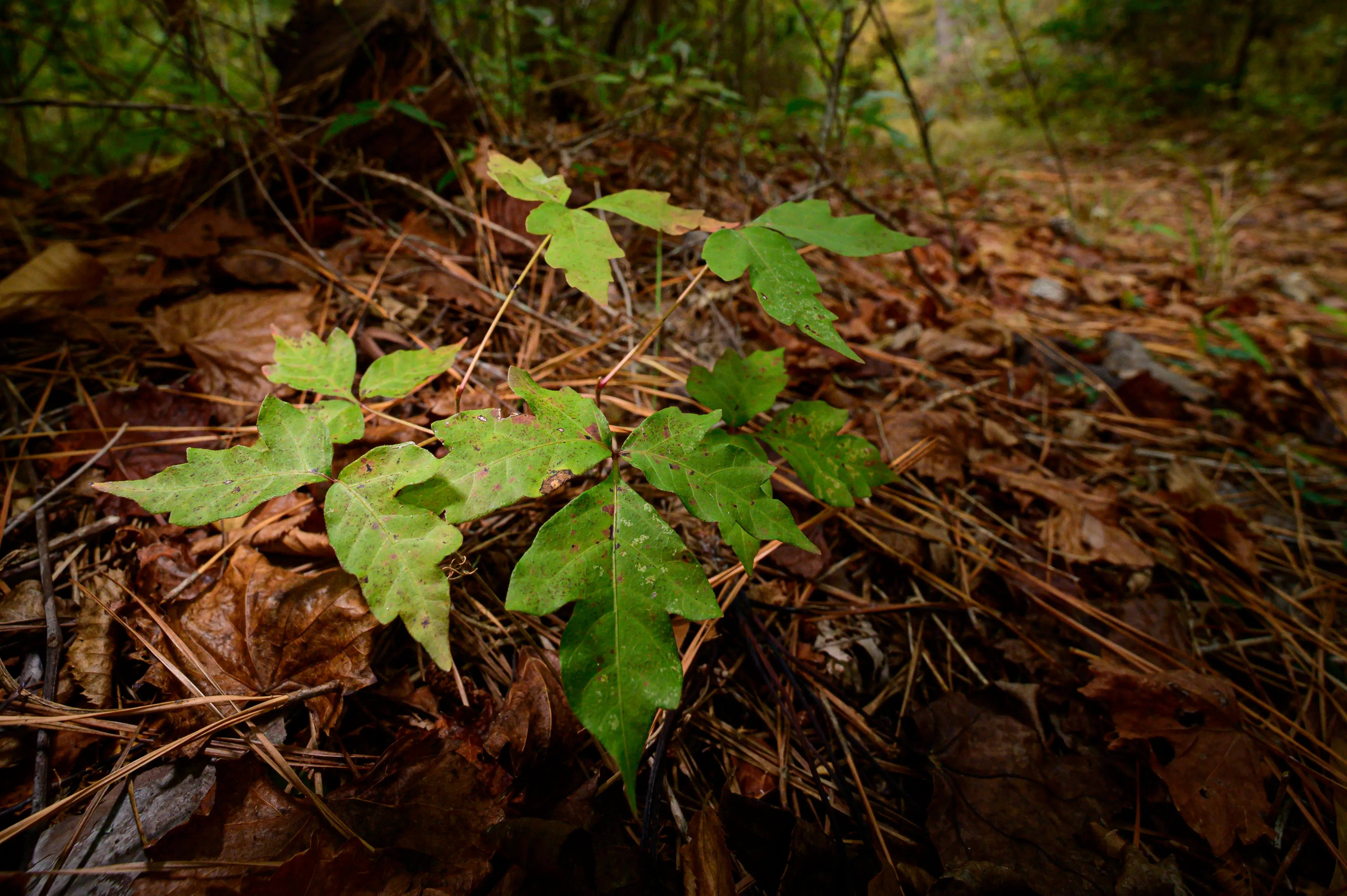 نبات اللبلاب السام يظهر بين الأوراق المتساقطة، يتميز بأوراقه الثلاثية الشكل، ويشكل مصدر خطر للحساسية الجلدية.