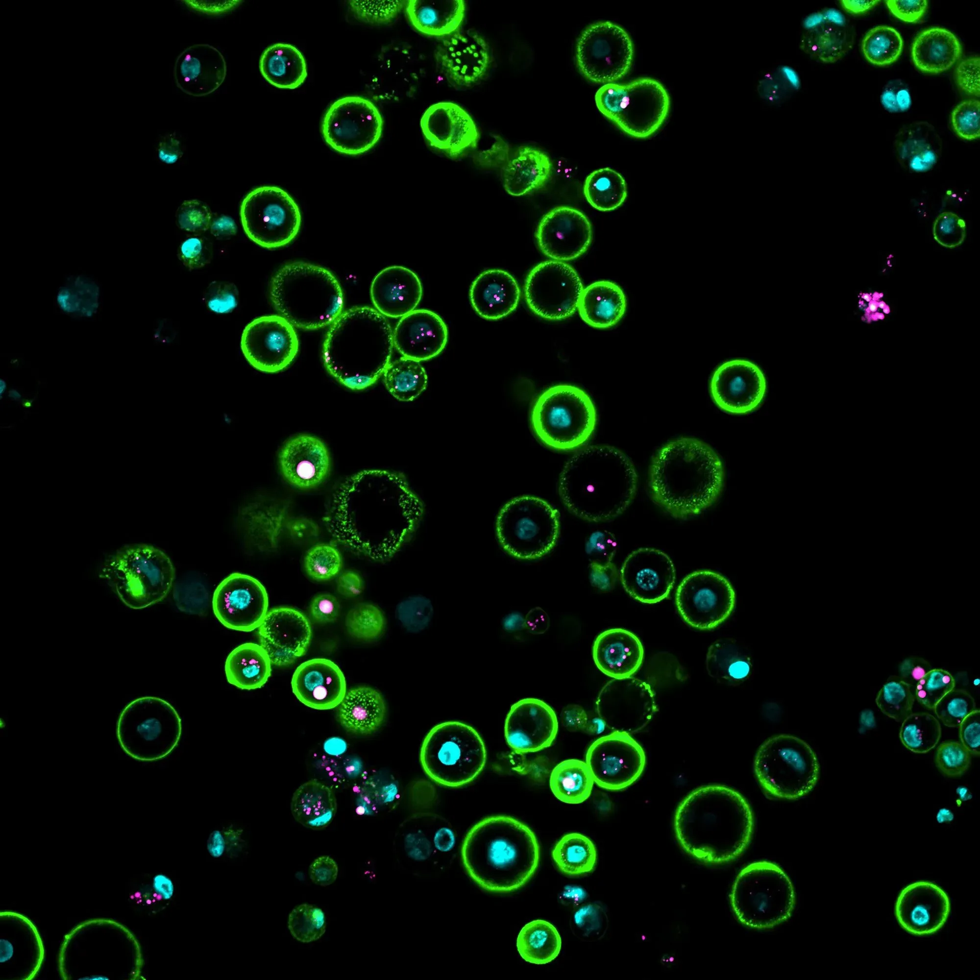 زراعة خلايا جرثومية بدائية من الحمامة الصخرية، خطوة هامة في مشروع استنساخ طائر الدودو، مع تقدم ملحوظ في تقنيات الهندسة الوراثية.