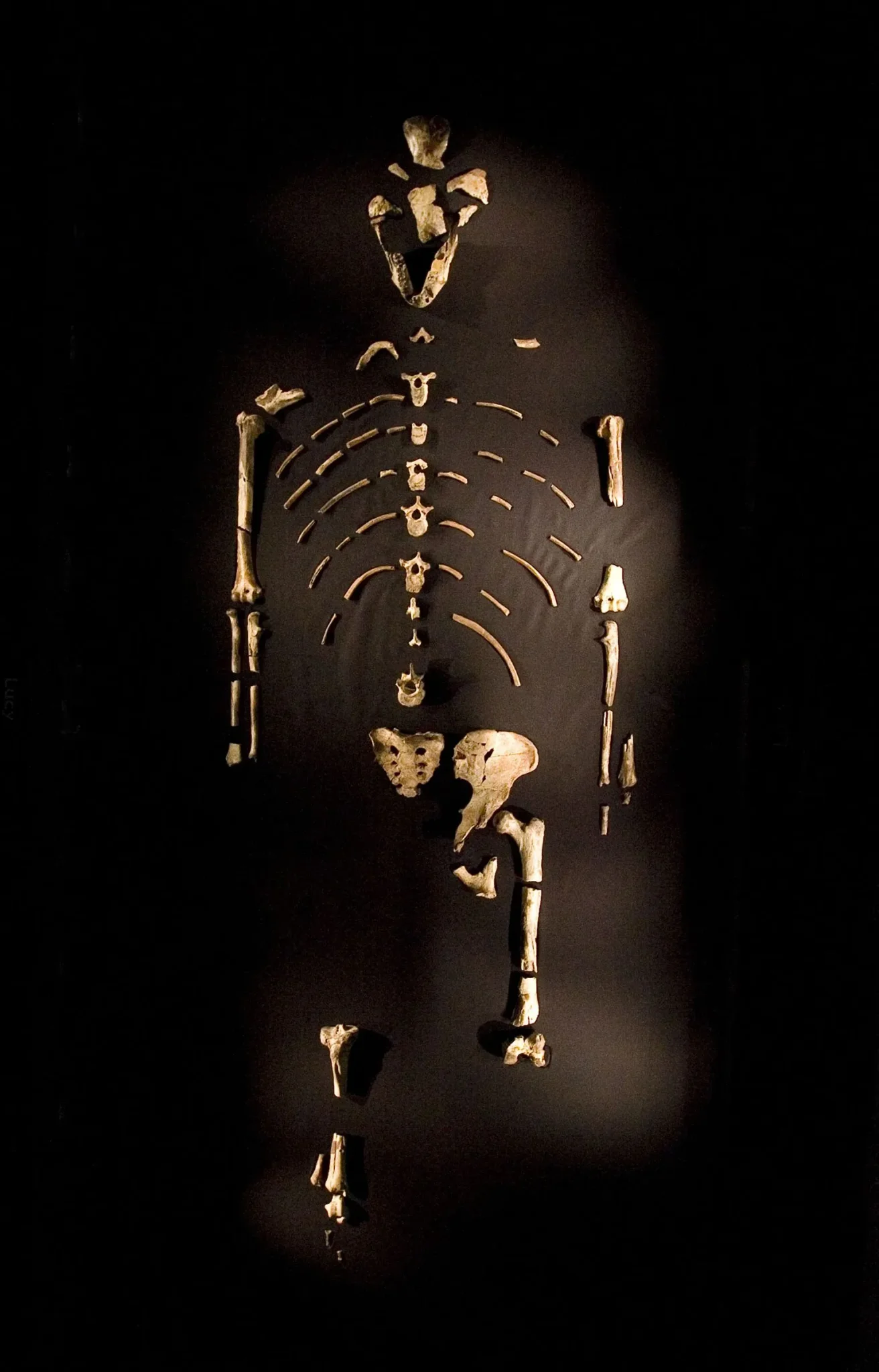 هيكل عظمي متكامل لحفرية Little Foot من جنس Australopithecus، يعكس تطور الإنسان المبكر في جنوب أفريقيا قبل ملايين السنين.
