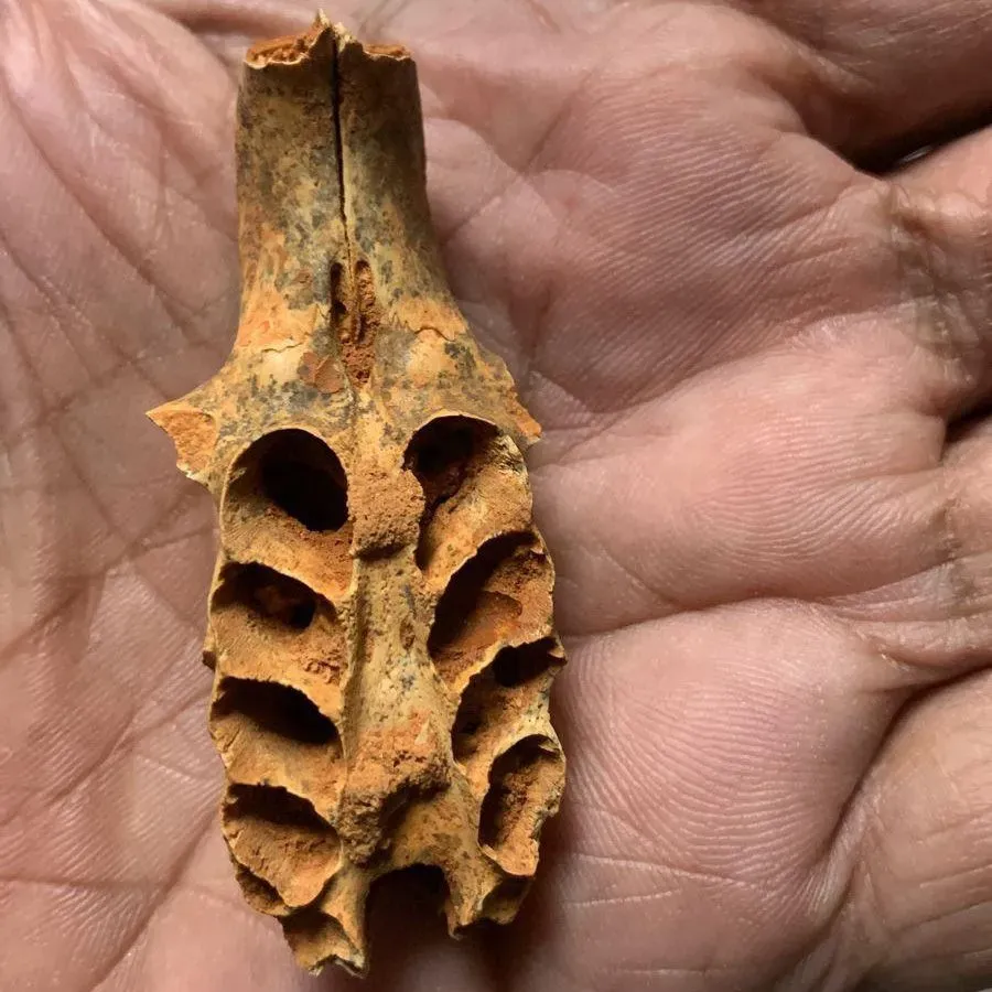 عظمة متحجرة تحمل تجاويف، تُظهر آثار أعشاش نحل قديمة، تم اكتشافها في كهف بكاريبي، مما يكشف عن سلوك تعشيش غير معتاد.