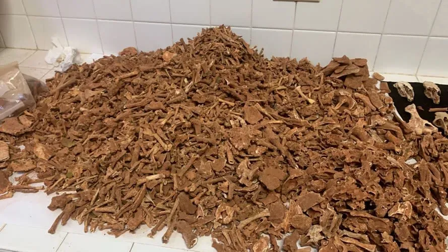 تظهر الصورة كومة كبيرة من العظام المتحجرة في مختبر، تشير إلى اكتشاف أعشاش نحل قديمة داخل تجاويف الأسنان.