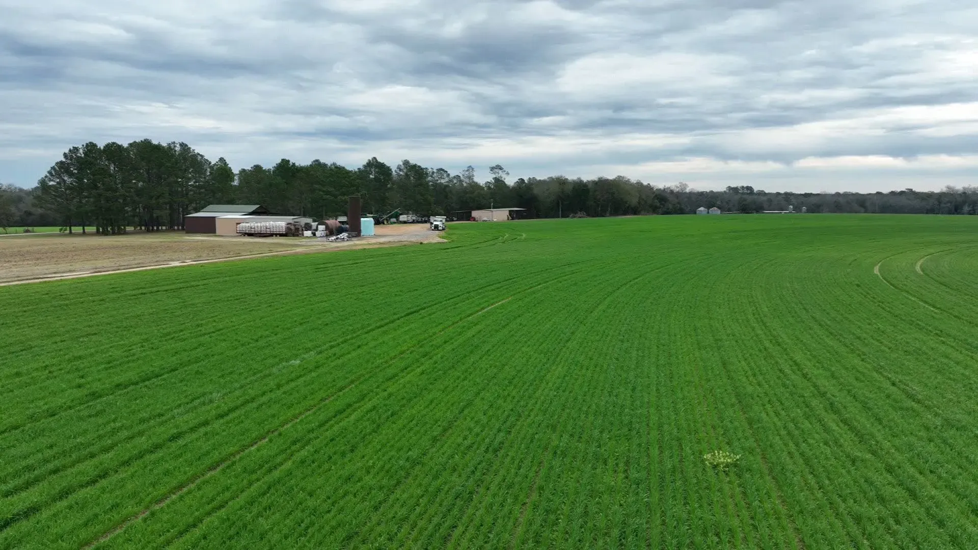 مشهد لمزرعة قطن في جنوب جورجيا، يظهر الحقول الخضراء الواسعة ومباني المزرعة في الخلفية، يعكس التحديات الاقتصادية التي يواجهها المزارعون.