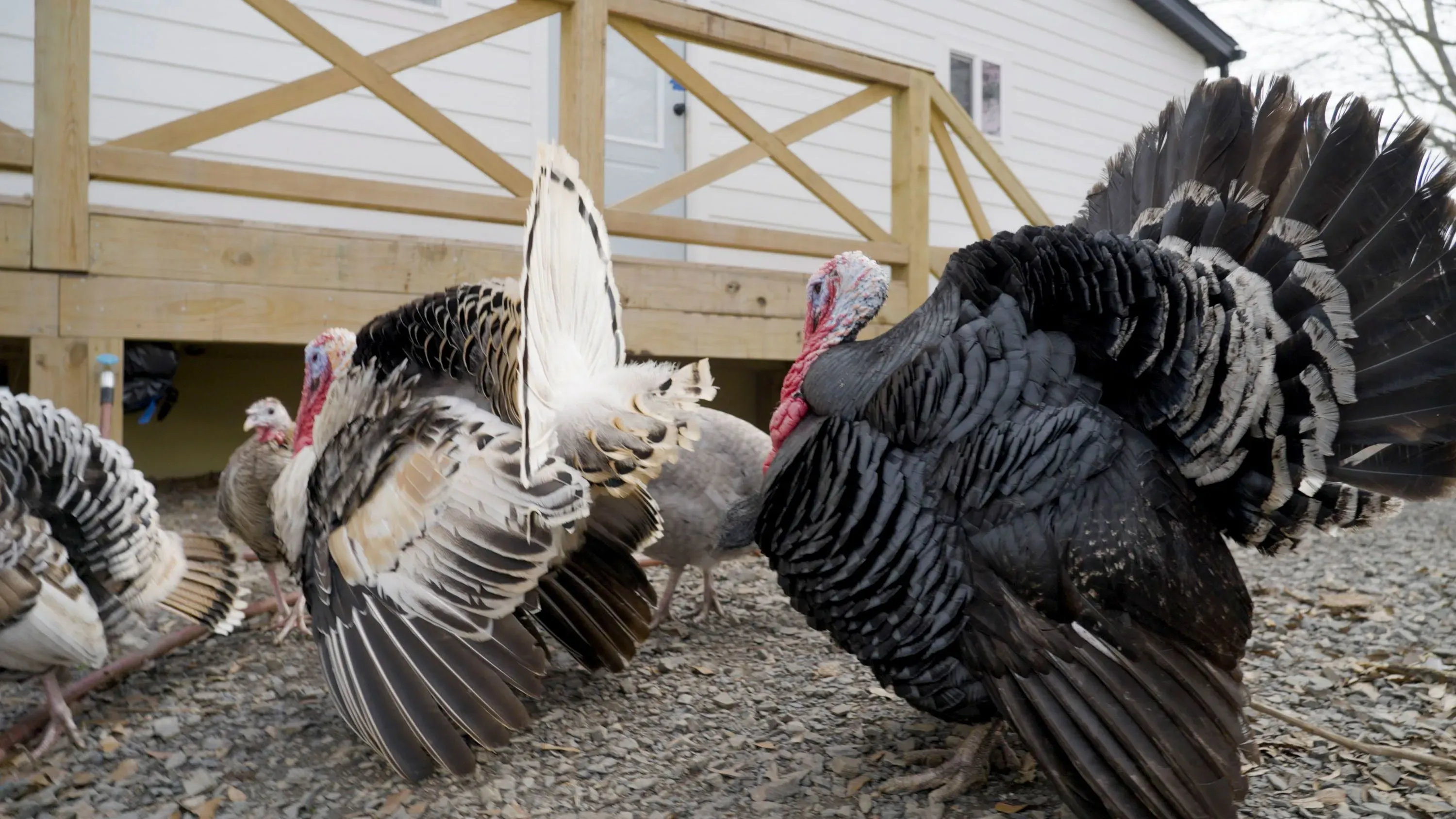 دجاجات رومي تتجول في فناء منزل ريفي، مع خلفية تظهر جزءًا من المنزل الخشبي. تعكس الصورة أجواء الحياة الريفية.