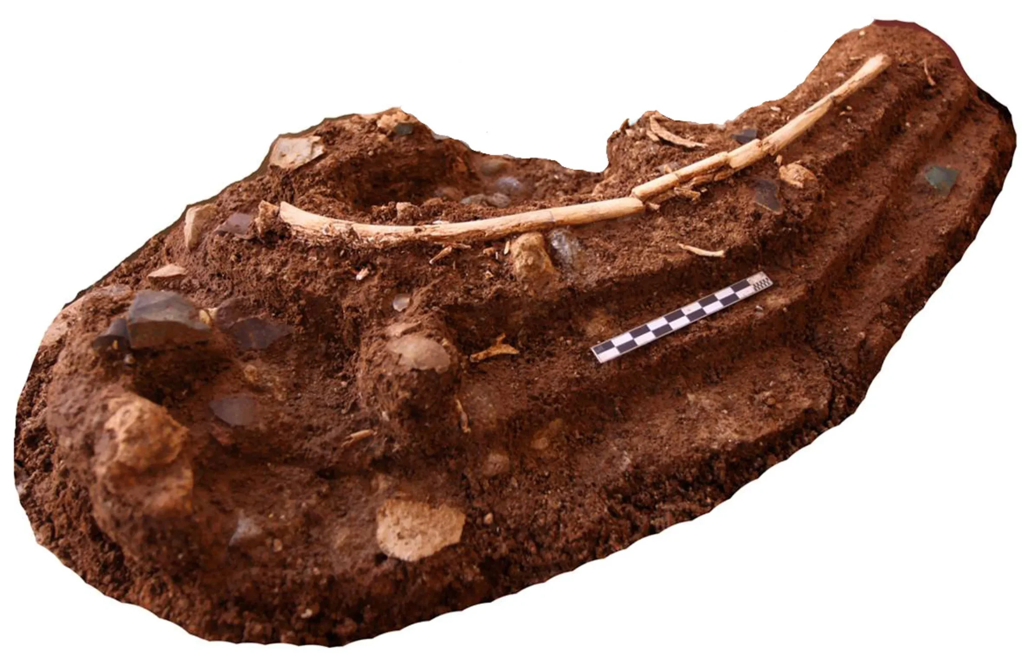 حفريات عظام Stegodon مع أدوات حجرية في كهف Liang Bua بإندونيسيا، تدعم دراسة حول سلوك آكلي الجيف لـHomo floresiensis.