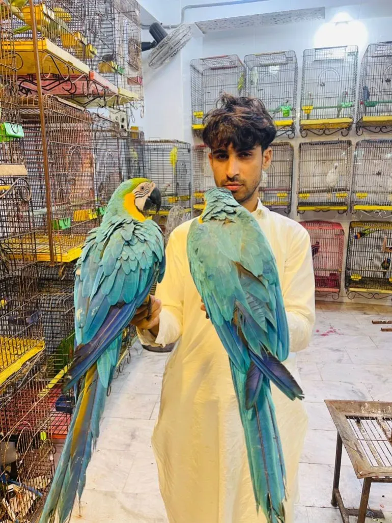 شاب يحمل ببغائين زرقاوين في متجر لبيع الطيور، وسط أقفاص مليئة بأنواع مختلفة من الطيور، مما يعكس شغف بائعي الطيور في باكستان.