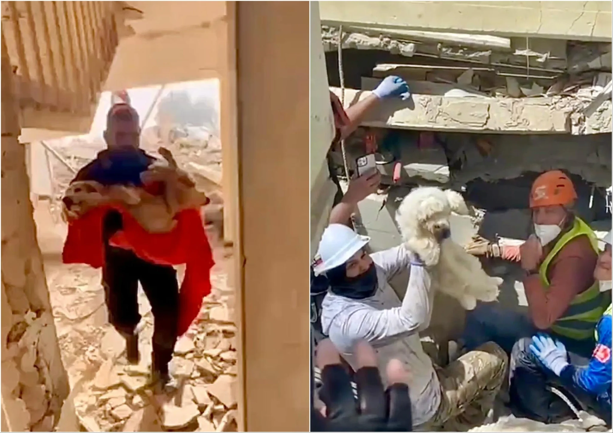 منقذون يحملون كلاباً من بين أنقاض مبانٍ مدمرة في فنزويلا بعد زلزالين، في جهود إنقاذ الحيوانات الأليفة المصابة.