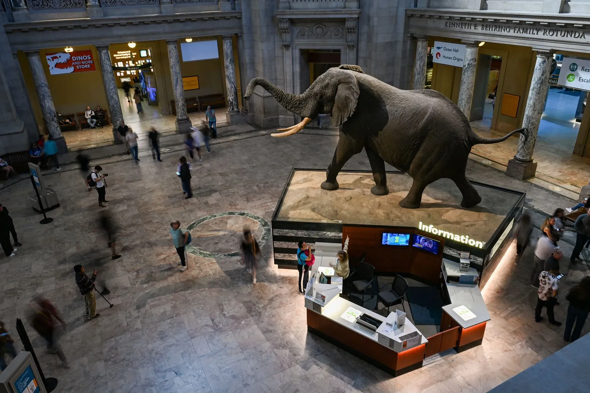 تمثال ضخم لفيل في متحف سميثسونيان للتاريخ الأمريكي، مع زوار يتجولون حوله ومكتب معلومات في المقدمة.