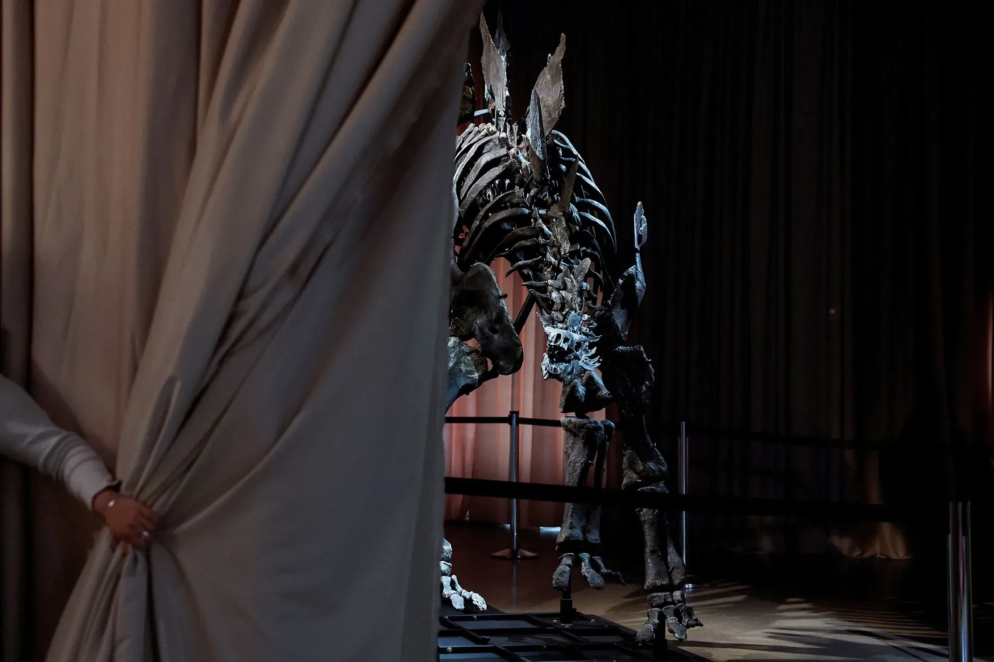 هيكل عظمي لديناصور مغطى بستارة، يظهر في خلفية مظلمة. يعكس الصورة اهتمامًا متزايدًا في سوق الحفريات، كما يُشير إلى قيمة القطع الأثرية.