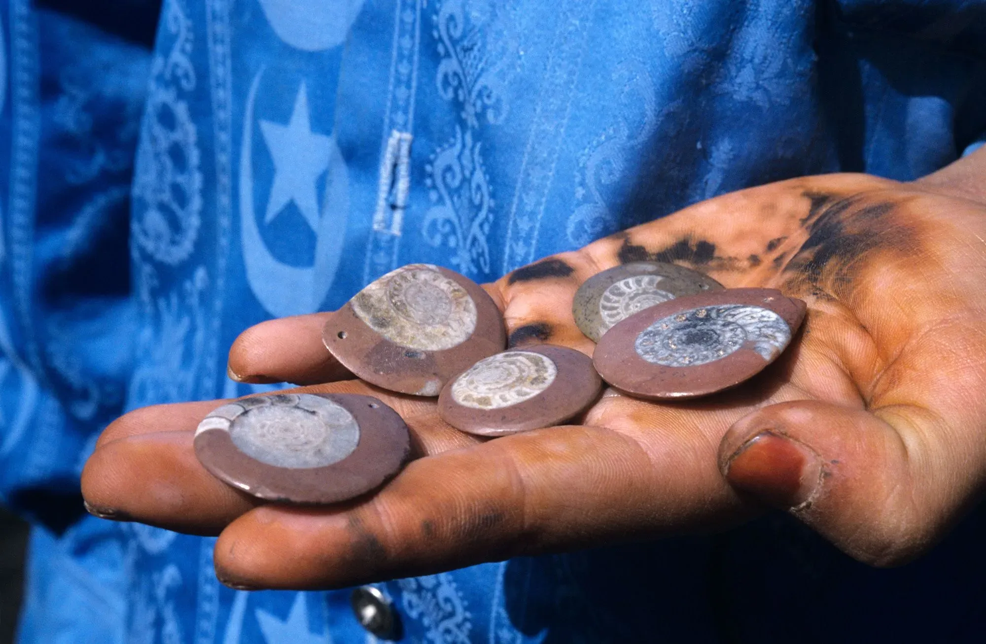 مجموعة من الأحافير في يد شخص، تظهر تفاصيلها العامة مع آثار الأوساخ، مما يعكس عملية التنقيب عنها في المغرب.