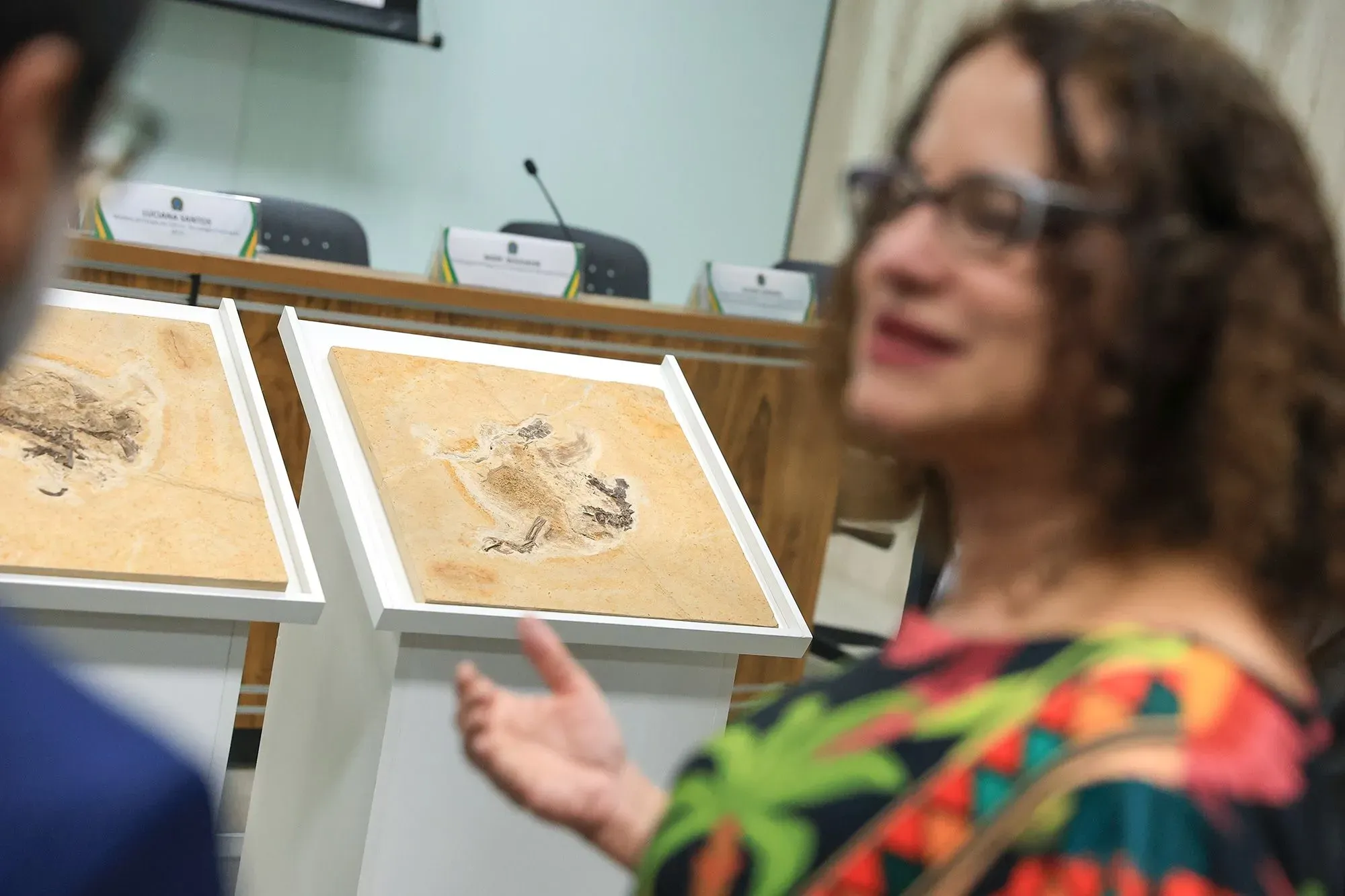 عرض لقطع أحفورية على قواعد بيضاء في حدث رسمي، مع امرأة تتحدث في الخلفية، تعكس اهتمامًا متزايدًا بالحفريات.