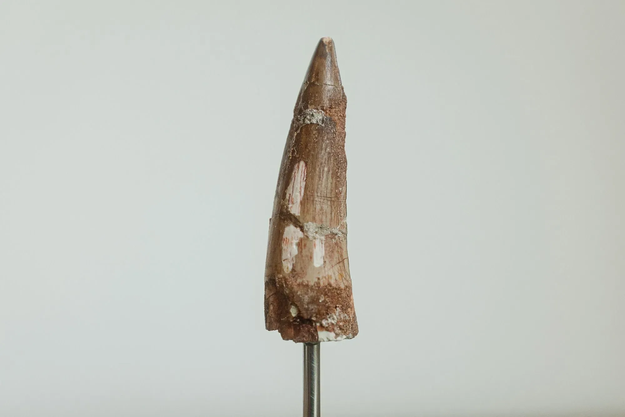 سن سبينوصور أحفوري مدبب، بني مصفر، مع تشققات واضحة، موضوع في قبة زجاجية، يرمز إلى تعقيدات تجارة الأحافير.