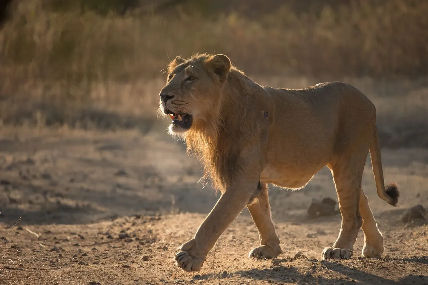 أسد آسيوي يسير في منطقة جافة، يظهر تفاصيل لبدته الداكنة وطيات جلده، مما يعكس التحديات التي تواجهها الأسود في غوجارات.