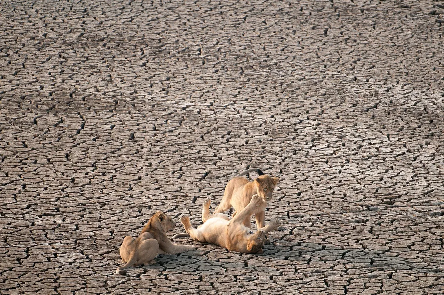 ثلاثة أسود آسيوية تتواجد على أرض جافة ومتصدعة، تعكس التحديات البيئية التي تواجهها في غوجارات، الهند.