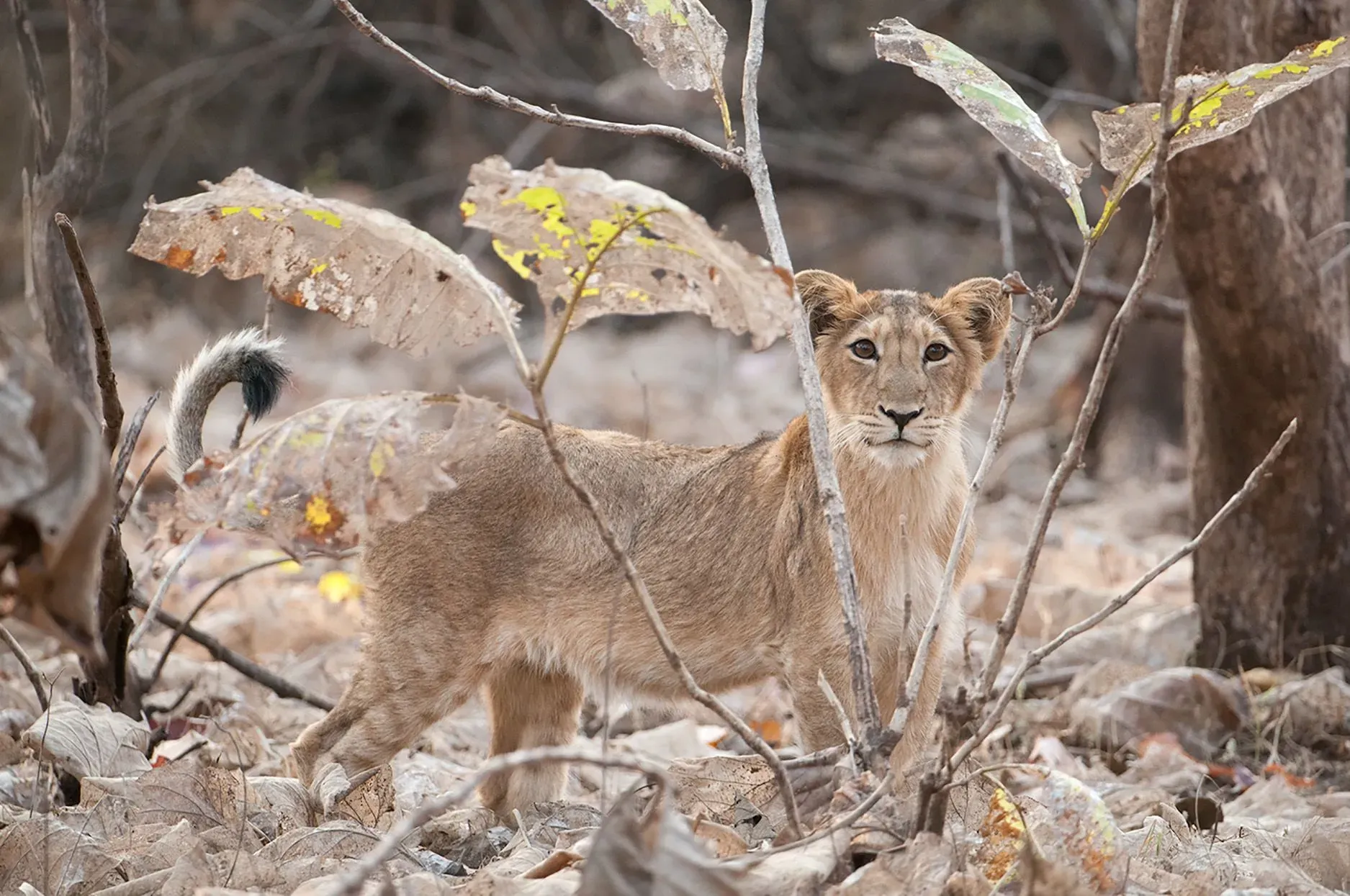 أسد آسيوي صغير يختبئ بين الأوراق الجافة في غابة، يظهر تفاصيل لبدته الفريدة. الصورة تسلط الضوء على التحديات التي تواجه الأسود في غوجارات.
