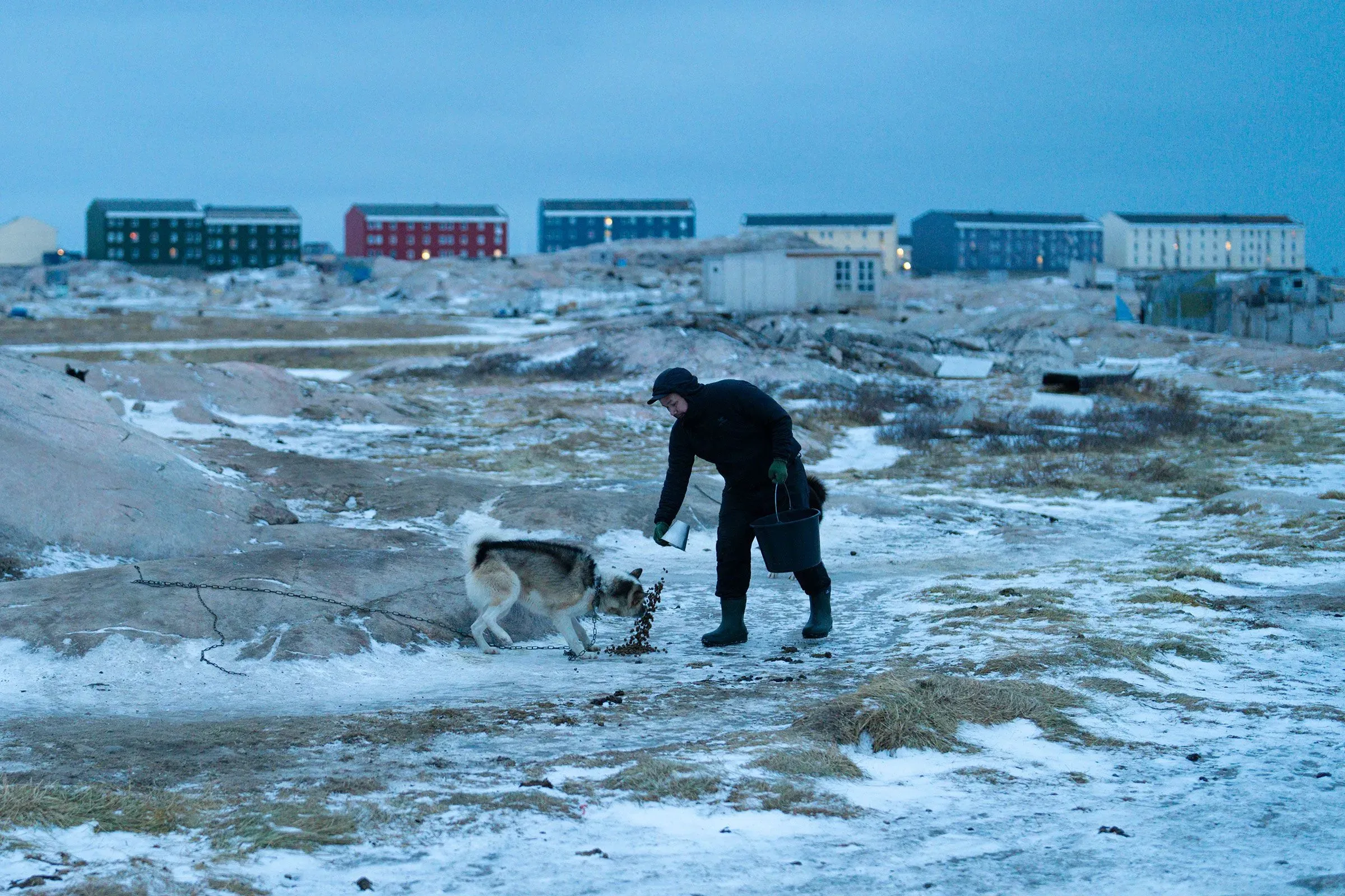 رجل يرتدي ملابس دافئة يمشي مع كلب في منطقة ثلجية، بينما تظهر منازل ملونة في الخلفية، تعكس الحياة اليومية في غرينلاند.