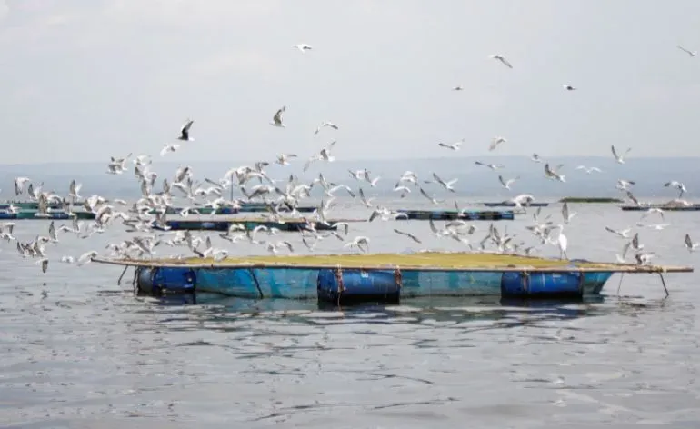 طائرٌ يطير فوق قاربٍ عائم في بحيرة فيكتوريا، مع مشهدٍ هادئ للمياه والسماء، يعكس التغيرات الثقافية في مجتمعات الصيد.