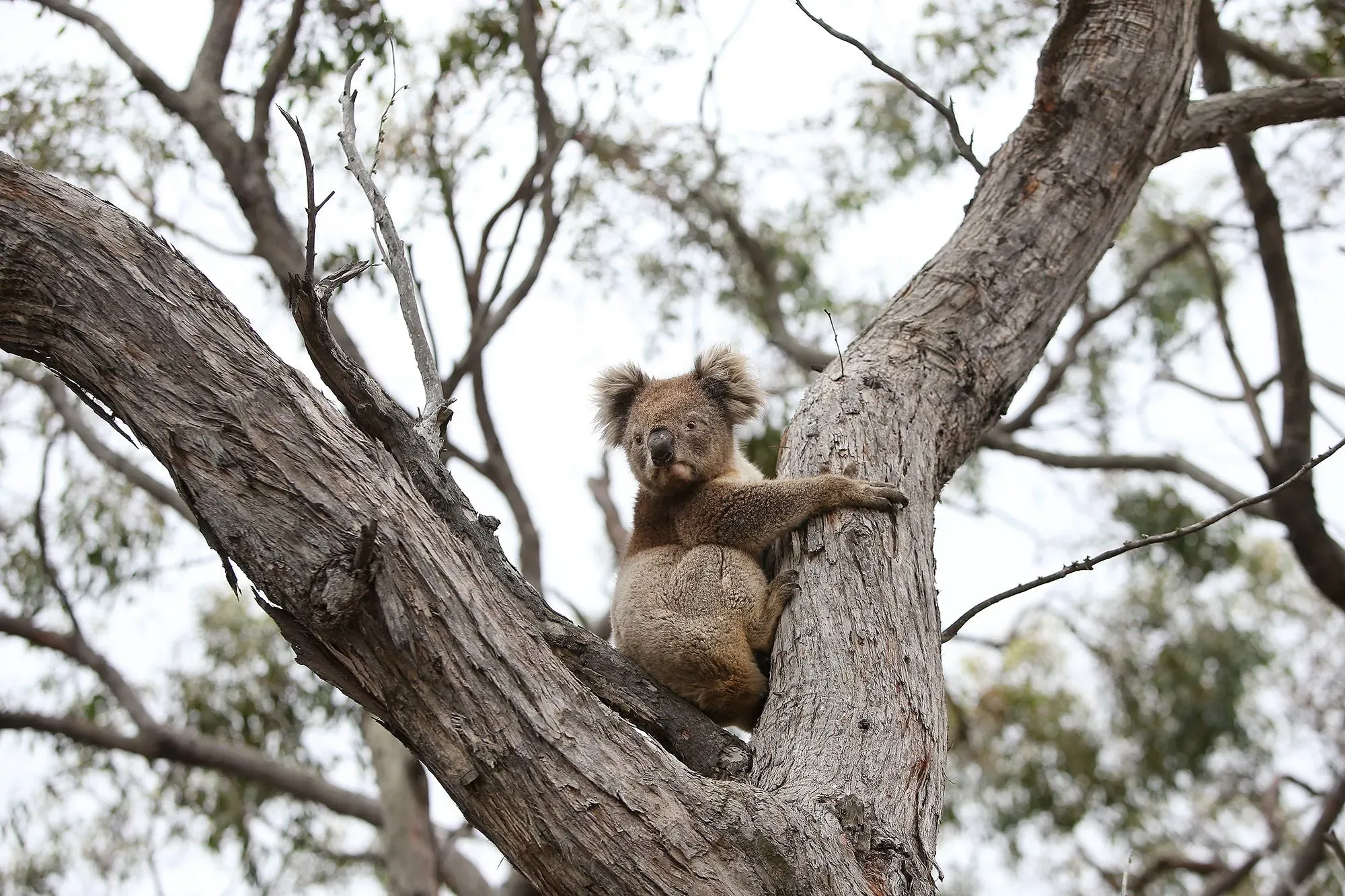 كوالا تجلس على فرع شجرة في غابة أسترالية، تمثل رمزًا للثقافة الأسترالية، وسط جهود لحمايتها من مرض الكلاميديا.