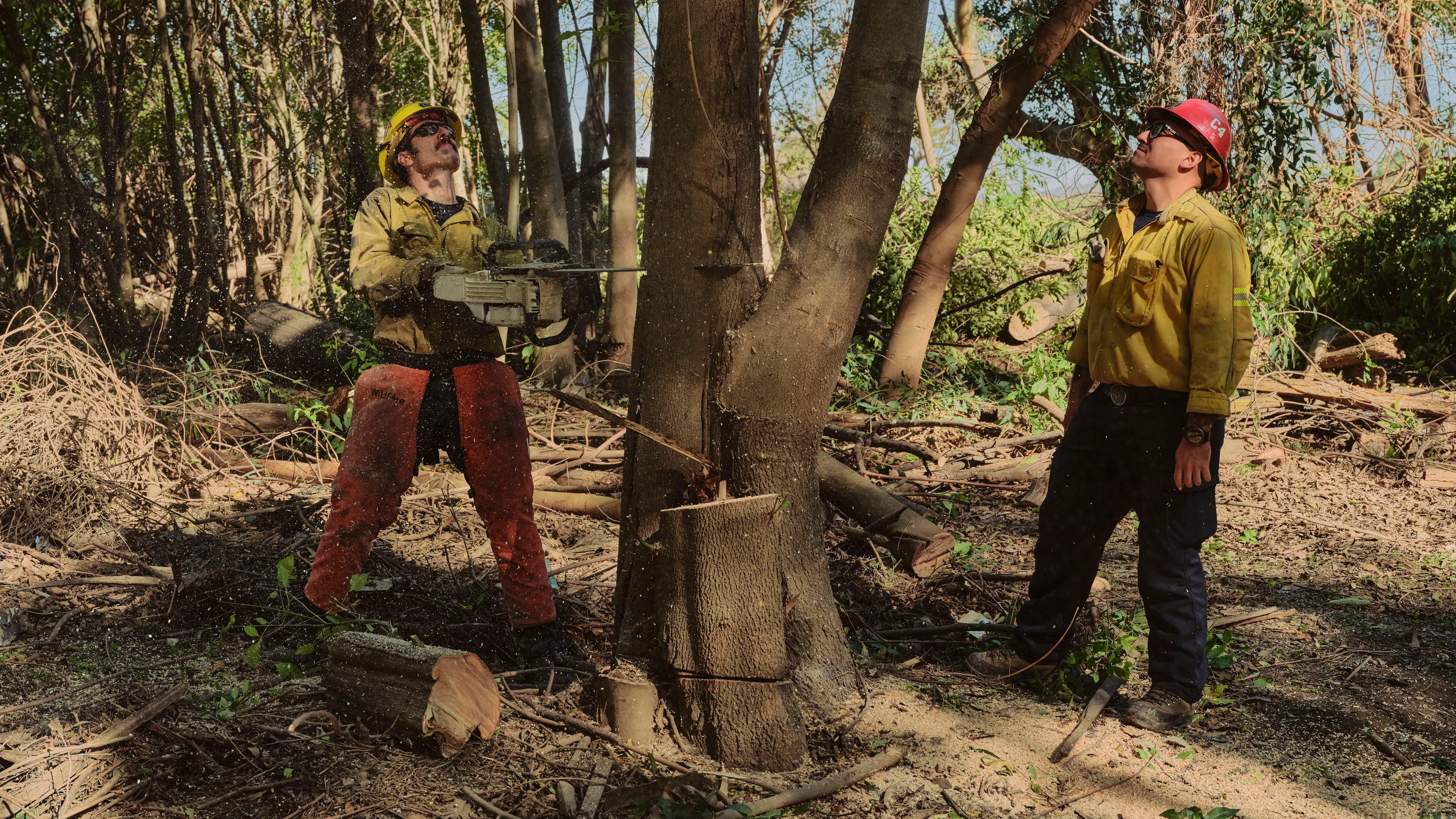 رجال يعملون في قطع الأشجار في جنوب كاليفورنيا، حيث يستخدم أحدهم منشاراً كهربائياً بينما يساعده الآخر في توجيه الشفرة.