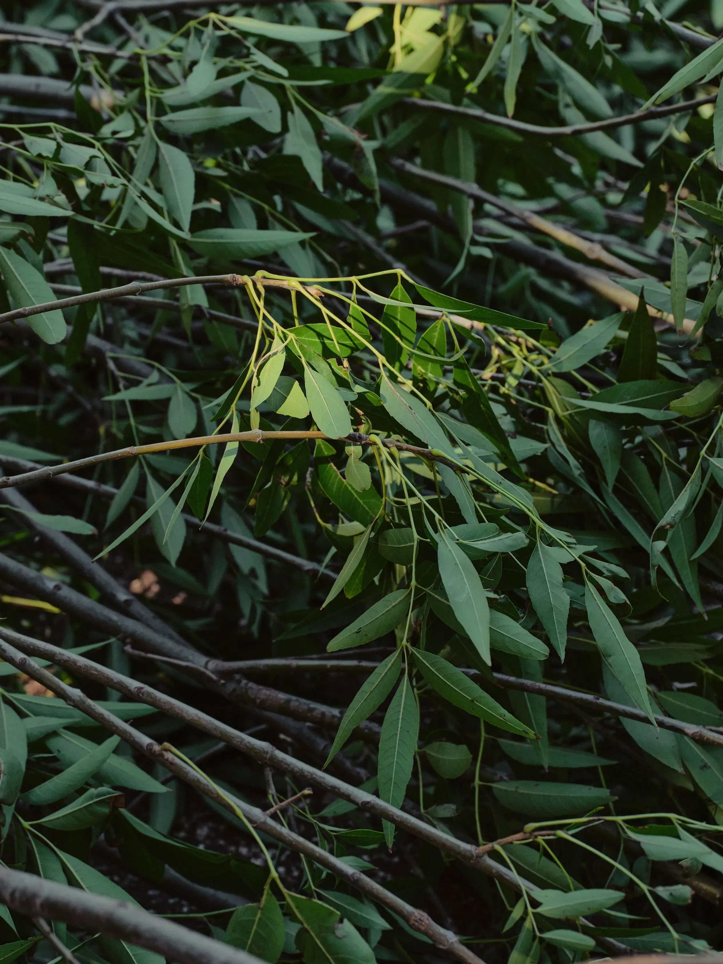 أغصان وأوراق شجر متشابكة في منطقة حوض سيبولفيدا، حيث يعمل رجال الإطفاء على إزالة الغطاء النباتي للحد من مخاطر حرائق الغابات في لوس أنجلوس.