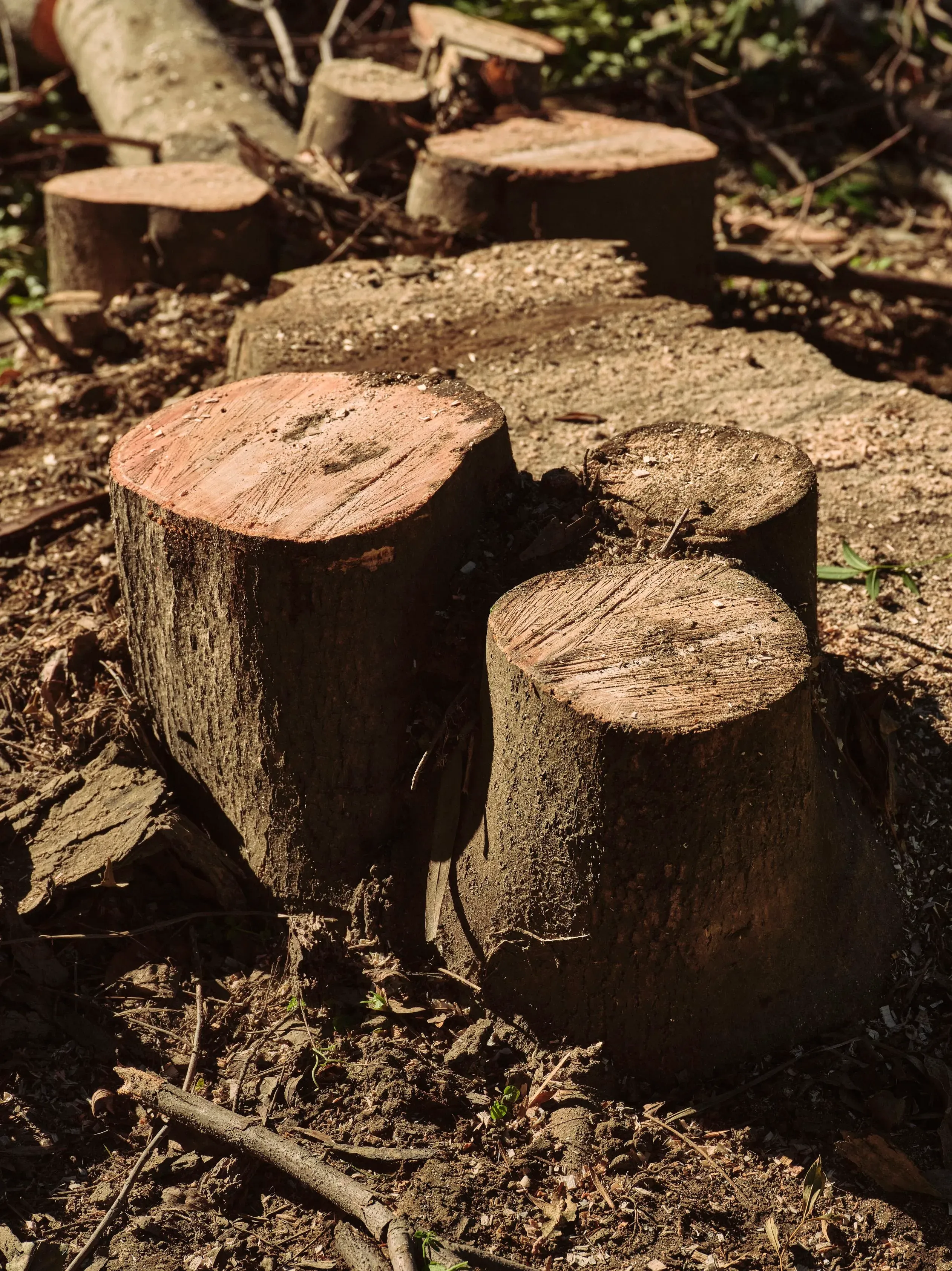 تظهر الصورة جذوع أشجار مقطوعة حديثًا في منطقة حوض سيبولفيدا، حيث يعمل الطاقم على إزالة الغطاء النباتي للحد من مخاطر حرائق الغابات.