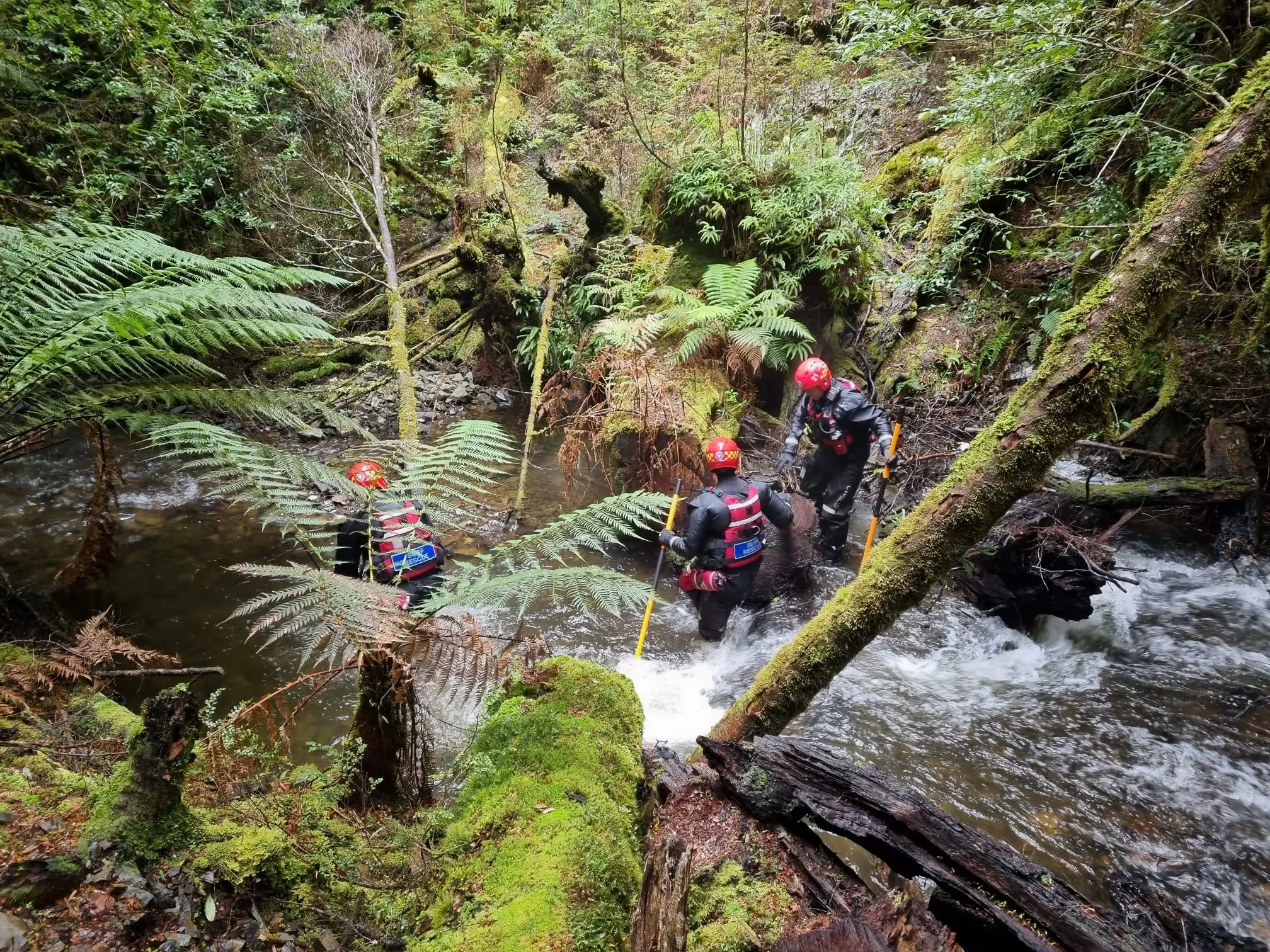 فرق البحث تتفقد منطقة وعرة بالقرب من شلالات فيلسوفر في تسمانيا، حيث تُجرى عمليات بحث عن سيلين كريمر المفقودة.