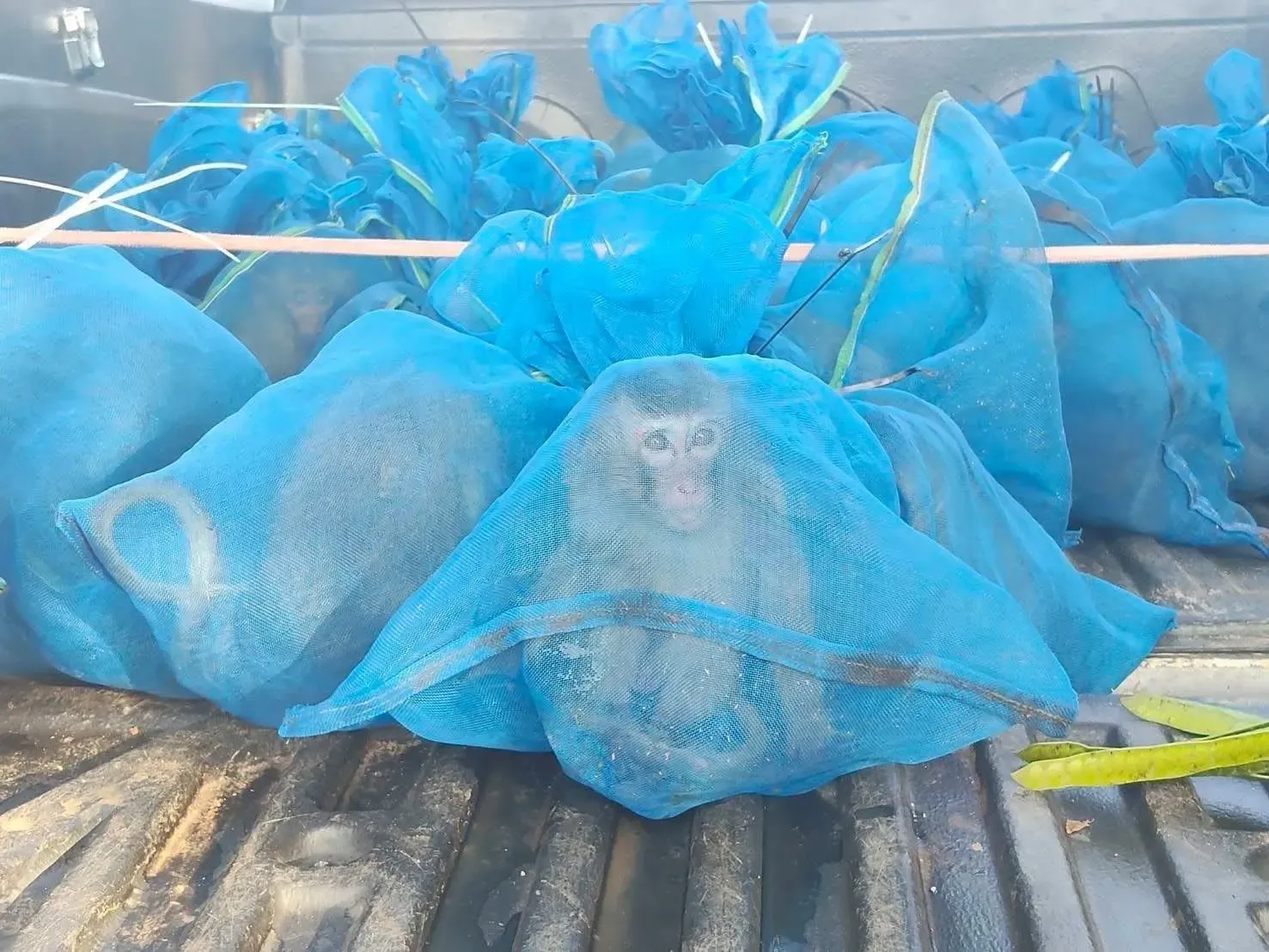 تم العثور على قرد مكاك طويل الذيل داخل كيس شبكي أزرق في شاحنة صغيرة، ضمن عملية إنقاذ لقرود مهربة في تايلاند.