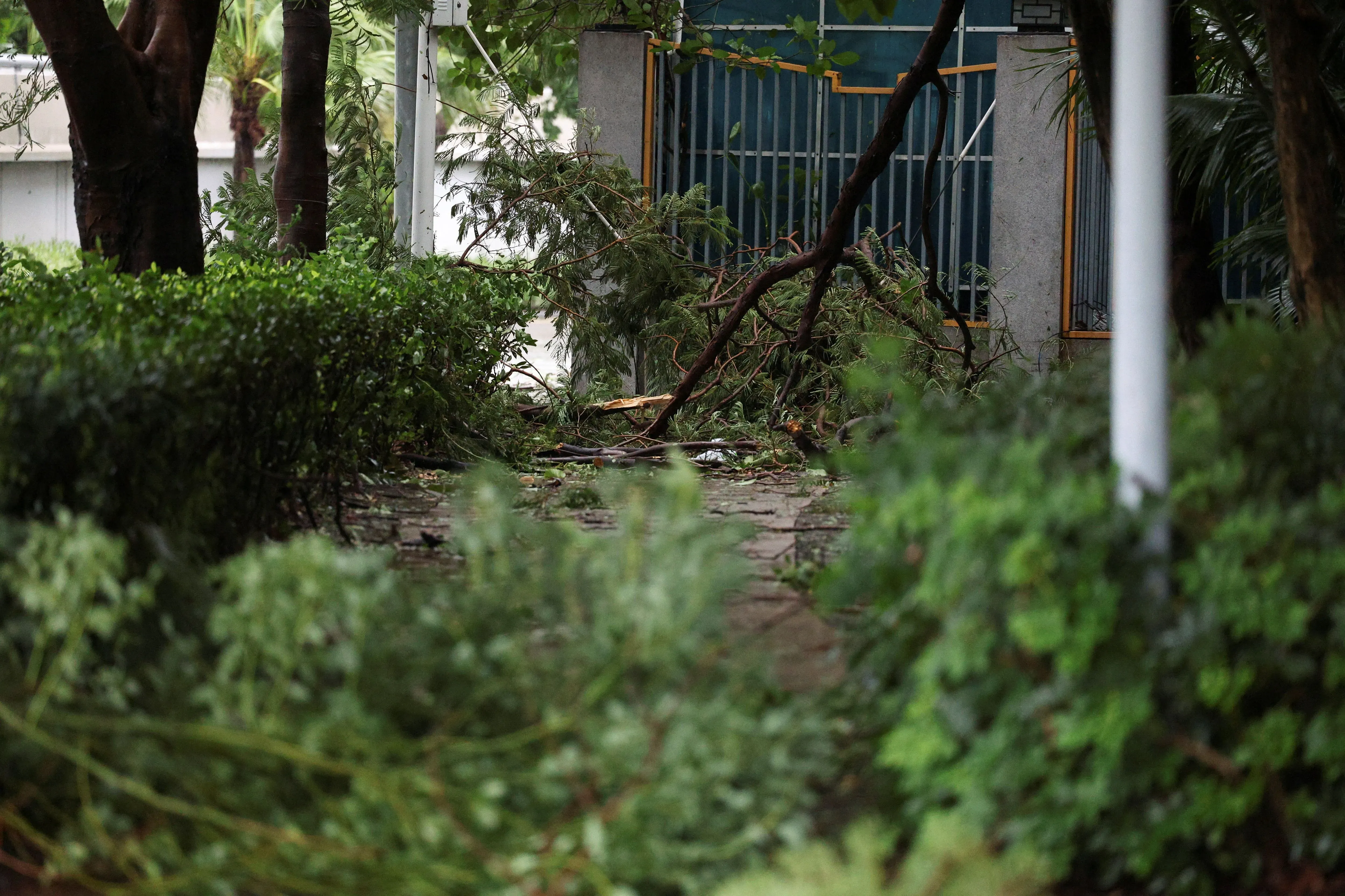 أشجار مكسورة وأغصان متناثرة على الأرض في منطقة خضراء، نتيجة إعصار قوي أثر على جنوب الصين.