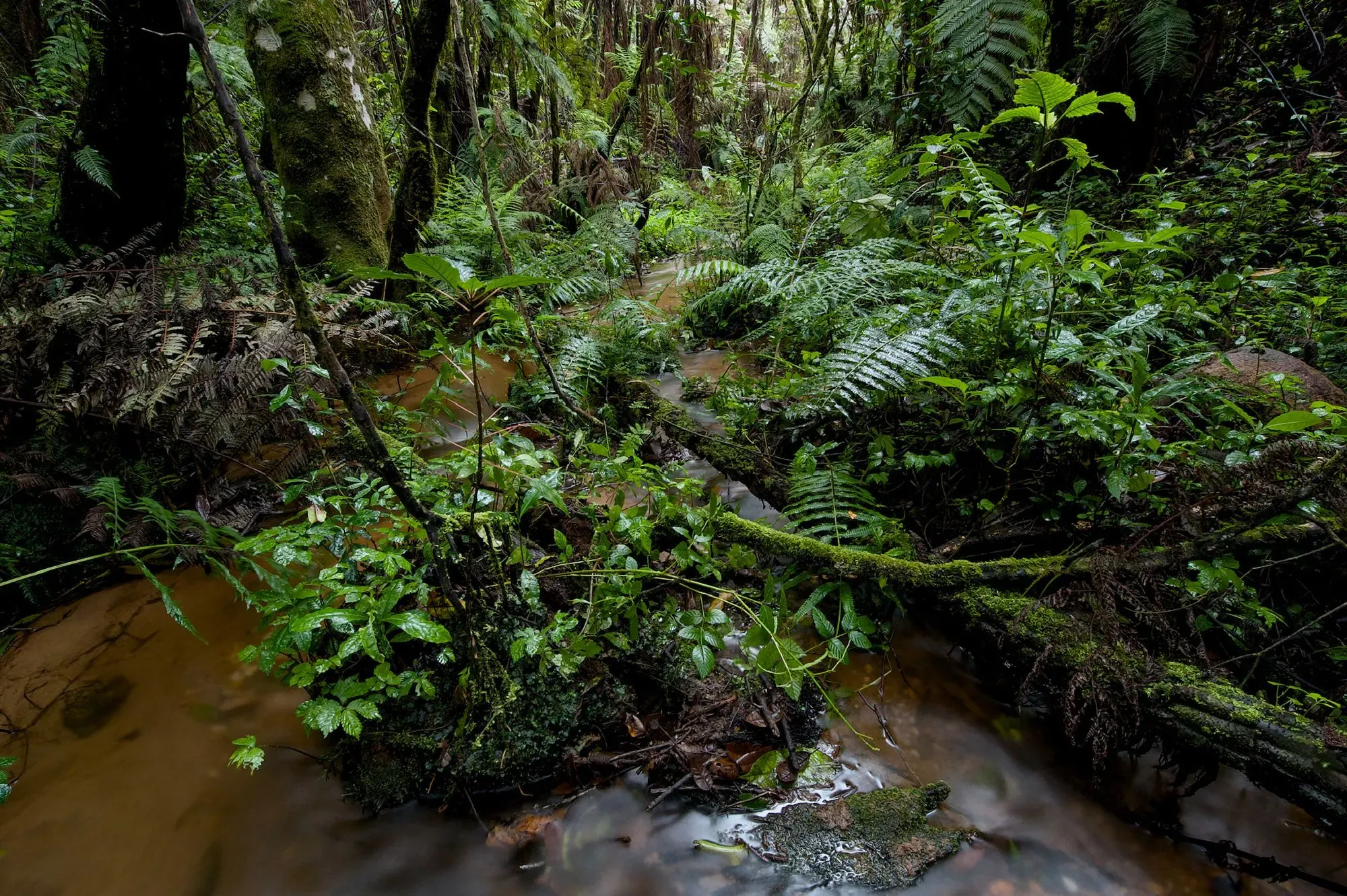 مشهد طبيعي يظهر مجرى مائي محاط بالنباتات الكثيفة في غابة تنزانية، حيث تعيش ضفادع الشجر التي تلد صغارًا حية.