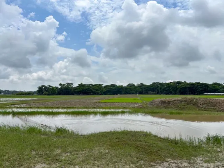 منظر طبيعي في غرب سوناتالا، بنغلاديش، يظهر حقول الأرز الخضراء والمياه الراكدة تحت سماء غائمة، مما يعكس الحياة الريفية المحلية.