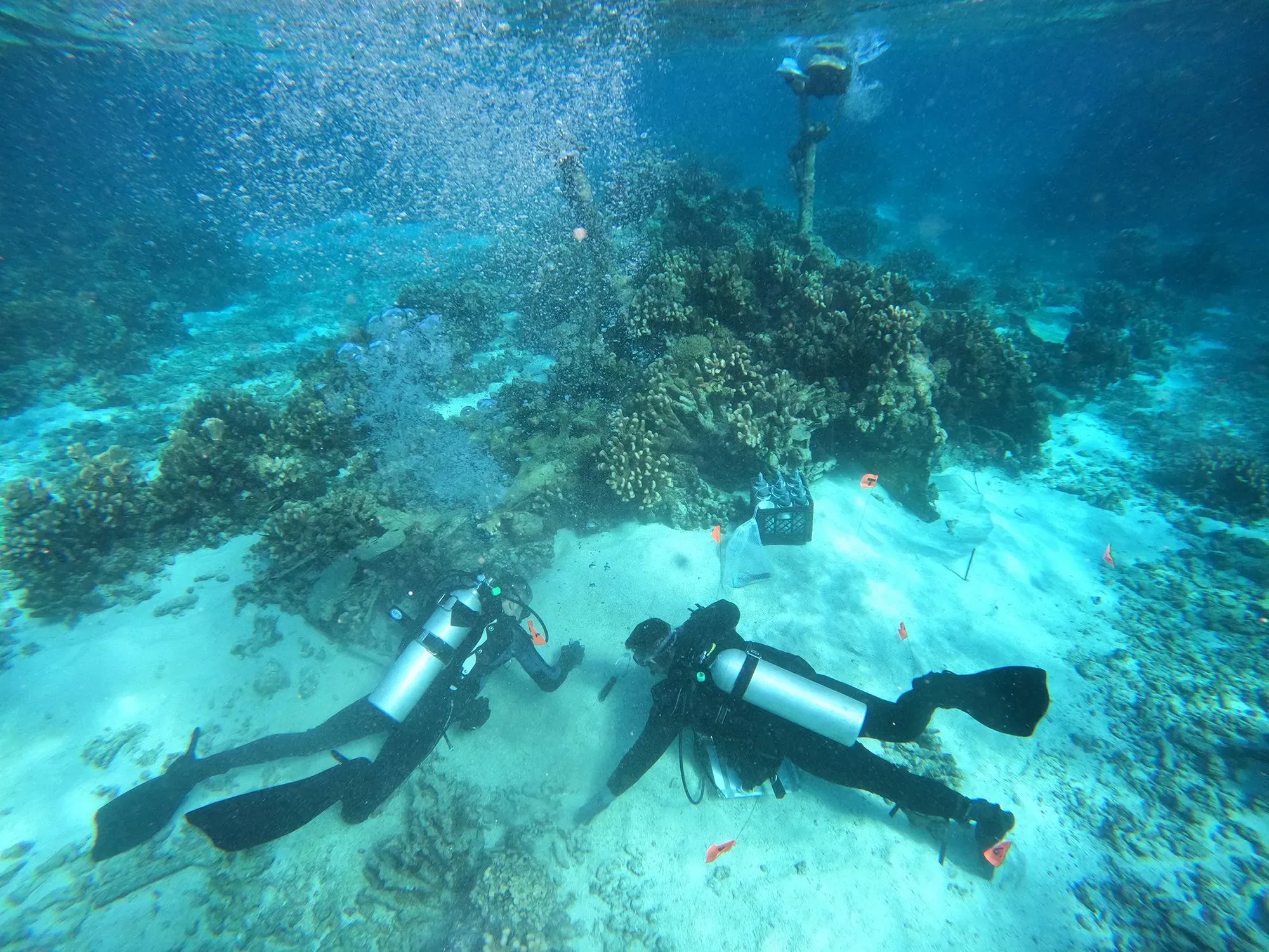 غواصون يستكشفون حطام طائرة حربية مقلوبة في قاع البحر بميناء سايبان، محاطين بالشعاب المرجانية والأسماك الملونة.