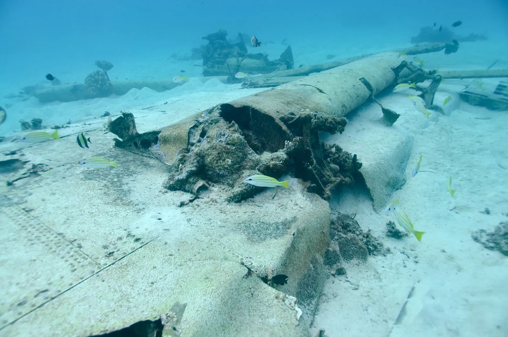 حطام طائرة جرومان أفنجر مقلوبة في قاع البحر بميناء سايبان، محاطة بالشعاب المرجانية والأسماك الملونة، يرمز إلى جهود استعادة رفات الجنود المفقودين.