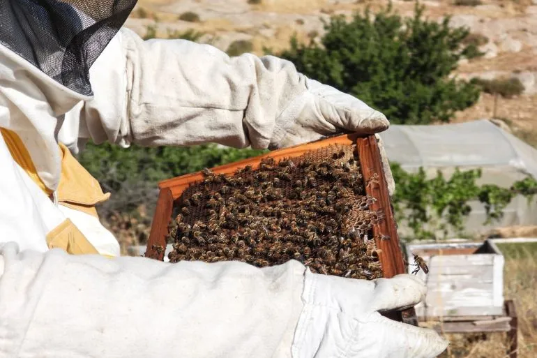 رجل فلسطيني يرتدي ملابس النحل ويحتفظ بإطار يحتوي على نحل، في منطقة زراعية بجنوب جبال الخليل، تعبيراً عن مقاومة المستوطنين.