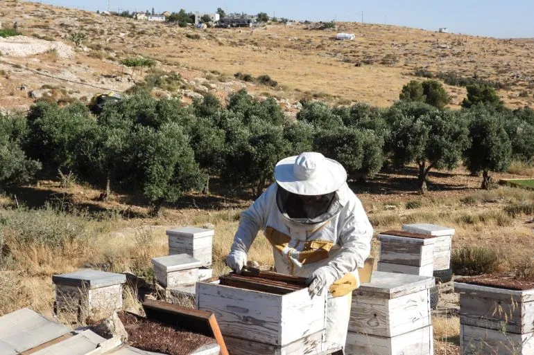 مزارع فلسطيني يرتدي بدلة النحل، يعمل على خلايا النحل في منطقة جبلية، مع بساتين الزيتون في الخلفية، في مواجهة تحديات الاحتلال.