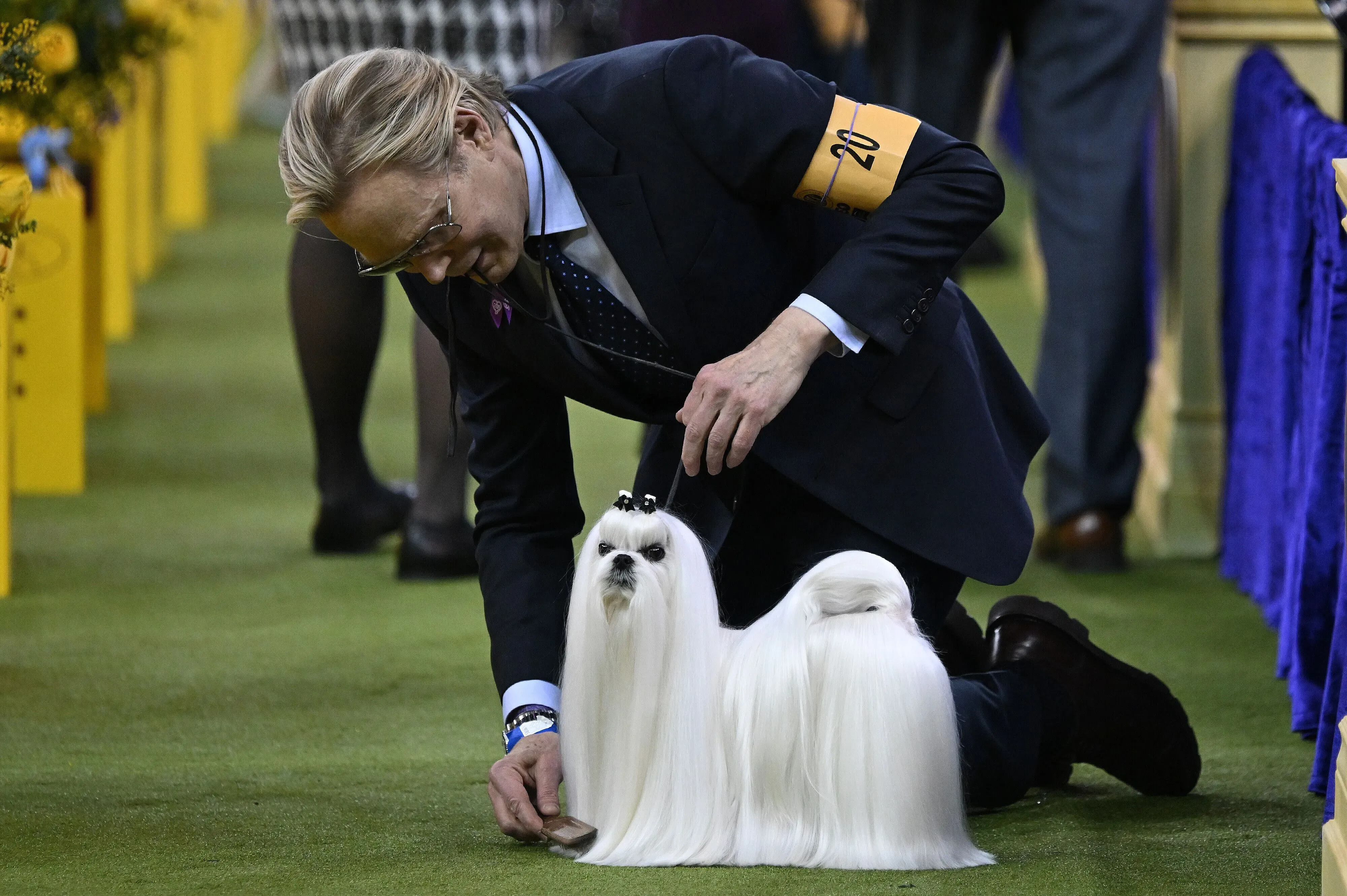 مدرب يعتني بكلب مالطي ذو شعر طويل في معرض ويستمنستر بيت الكلب، حيث يتنافس الكلب في عرض مرموق.