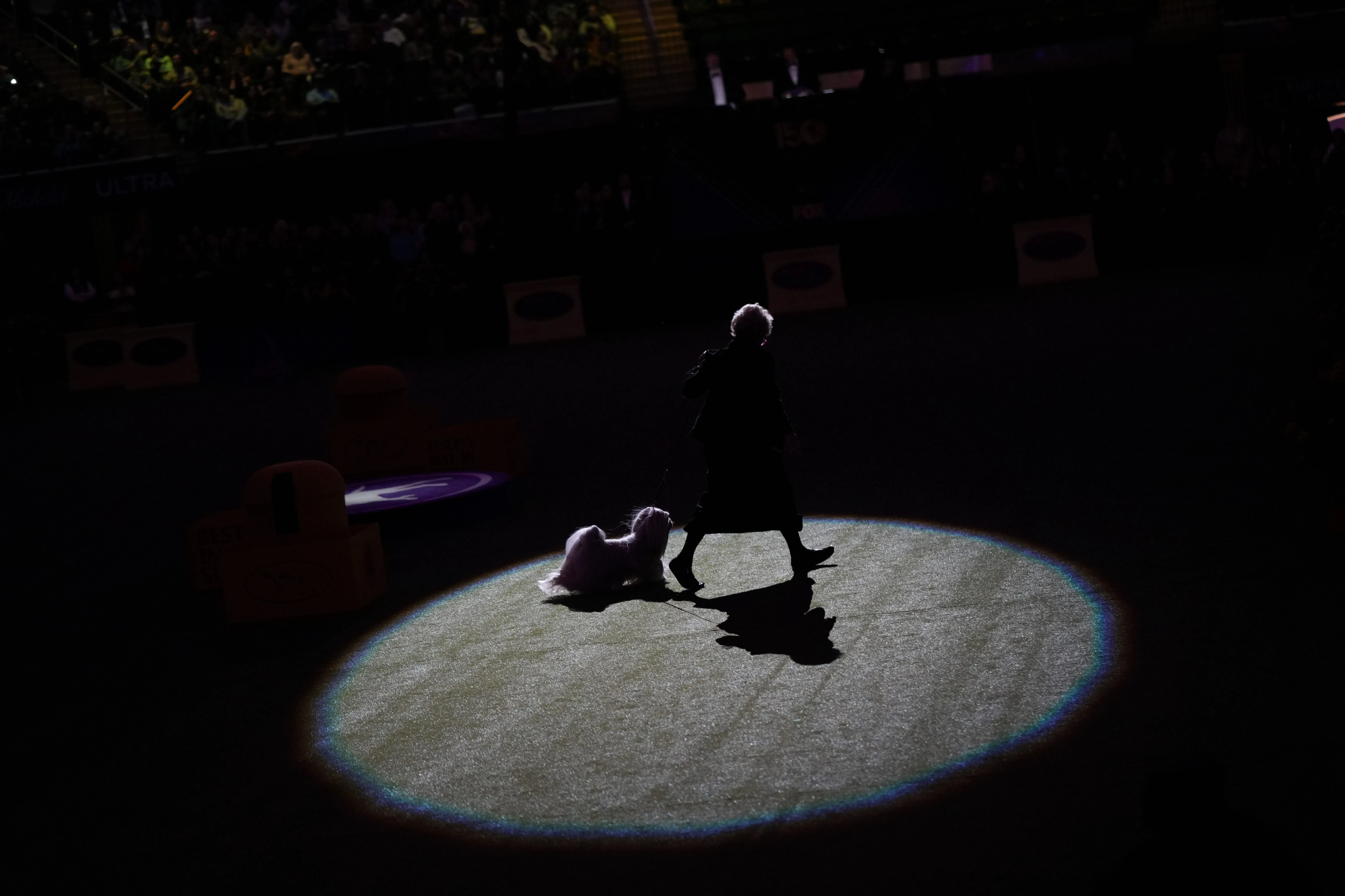 بيني، كلب دوبرمان بينشر، تسير في دائرة مضاءة خلال عرض ويستمنستر بيت الكلب 2026، حيث فازت بلقب الأفضل في العرض.