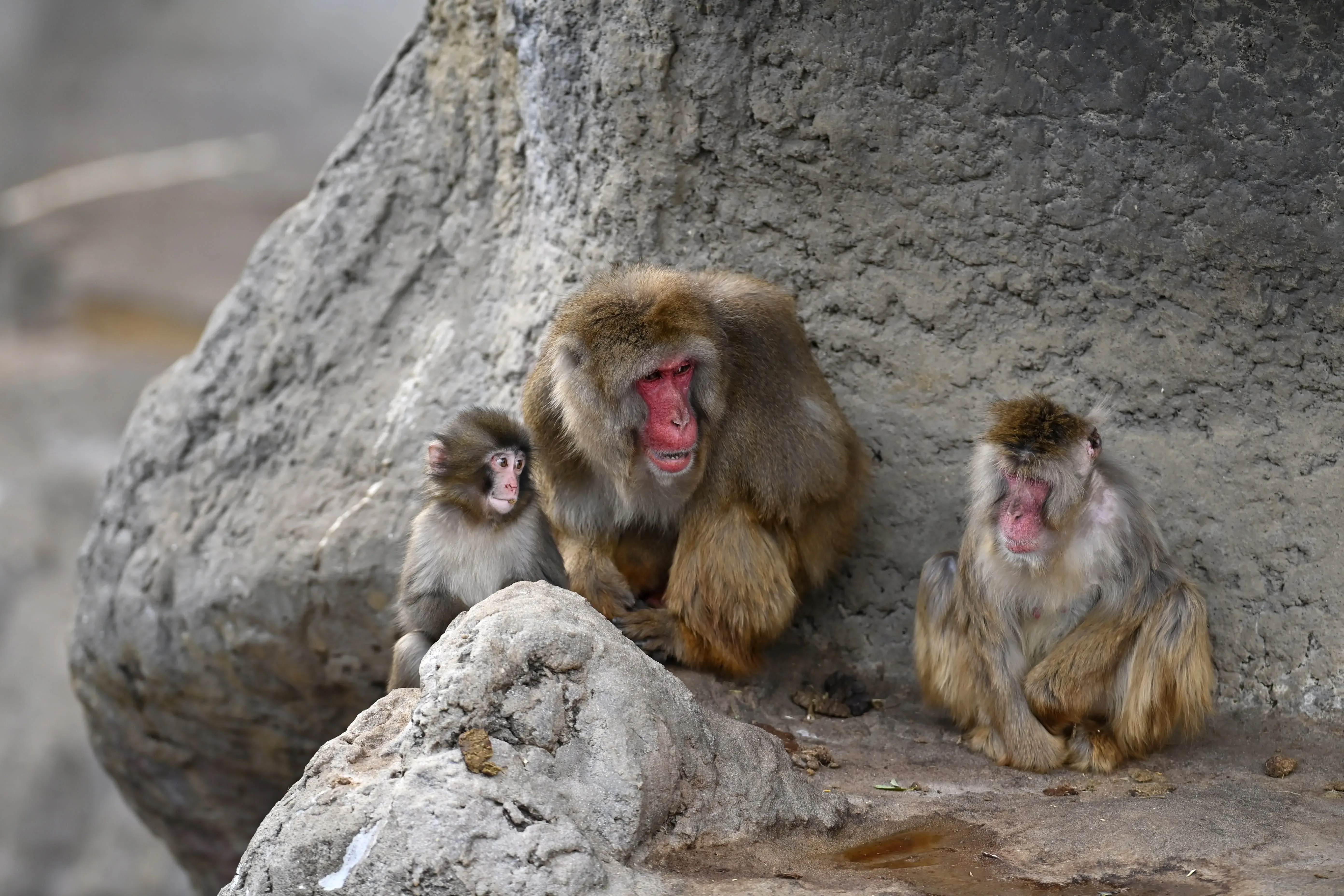 مجموعة من قرود المكاك اليابانية، بما في ذلك قرد صغير، يجلسون معًا على صخرة في حديقة حيوانات إيتشيكاوا، معبرة عن تفاعلاتهم الاجتماعية.