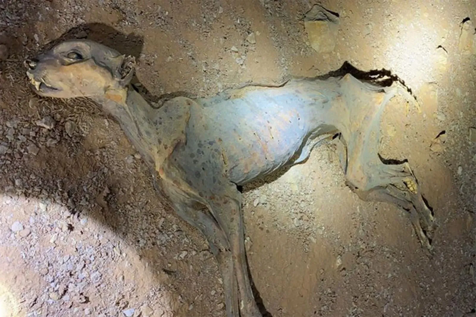 مومياء فهد محفوظة بشكل طبيعي في كهف بالمملكة العربية السعودية، تكشف عن سلالات فهود عاشت في المنطقة تاريخياً.