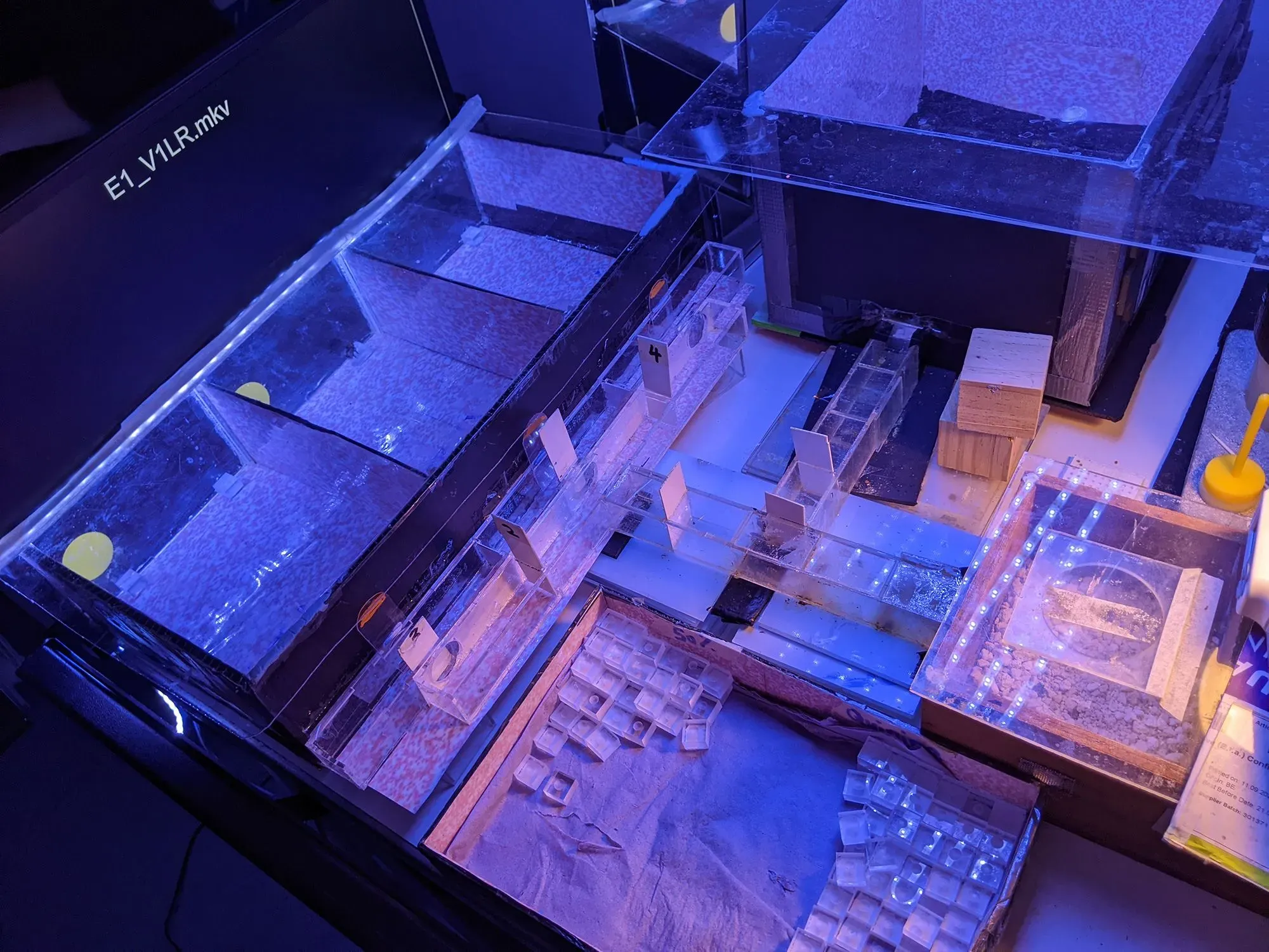 تظهر الصورة متاهة تجريبية مصممة لدراسة سلوك النحل الطنان، مع دوائر مضيئة تشير إلى مواقع الطعام.