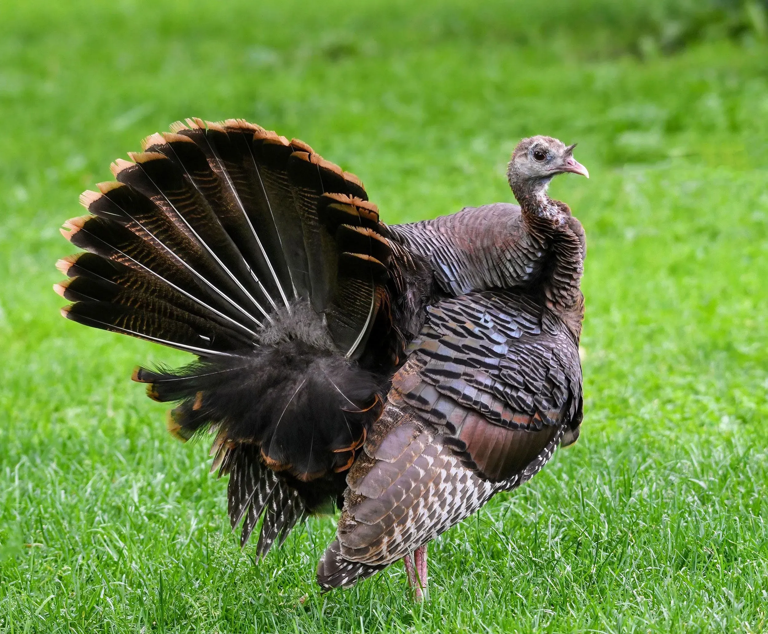 ديك رومي بري يقف في حديقة باتري في نيويورك، مبرزًا ريشه الملون وتعبيره الفضولي، محاطًا بالعشب الأخضر.