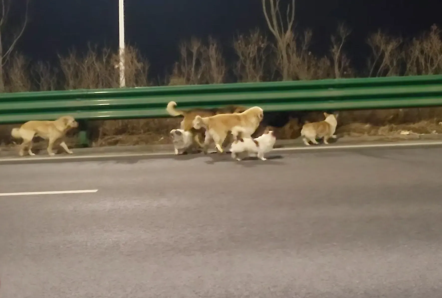 مجموعة من الكلاب، بما في ذلك كلب مسترد ذهبي وراعٍ ألماني، تسير على جانب طريق سريع في الصين، مما يثير قصة هروبهم المزعومة.