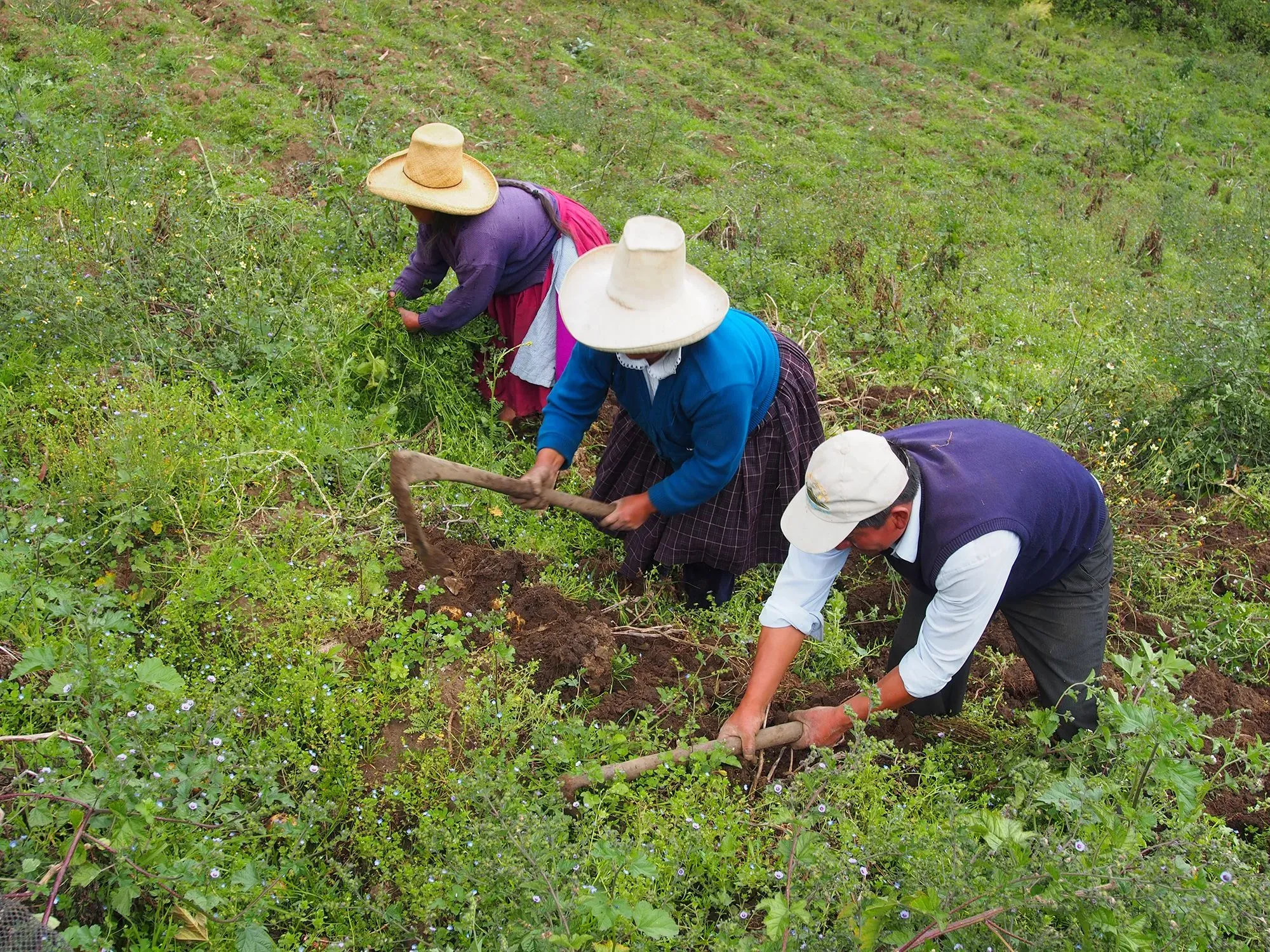 مزارعون يرتدون قبعات تقليدية يعملون في حقل لزراعة البطاطا في جبال الأنديز، مما يعكس أهمية المحصول في المنطقة.