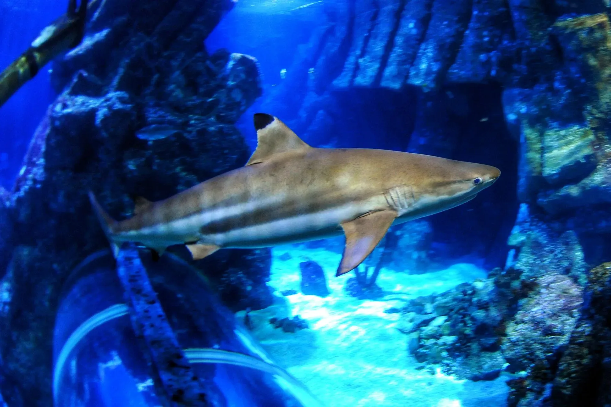 أسماك القرش ذات الأطراف السوداء تسبح في حوض مائي، تظهر تأثيرات تحمض المحيطات على أسنانها، مما يؤثر على قدرتها على التغذية.