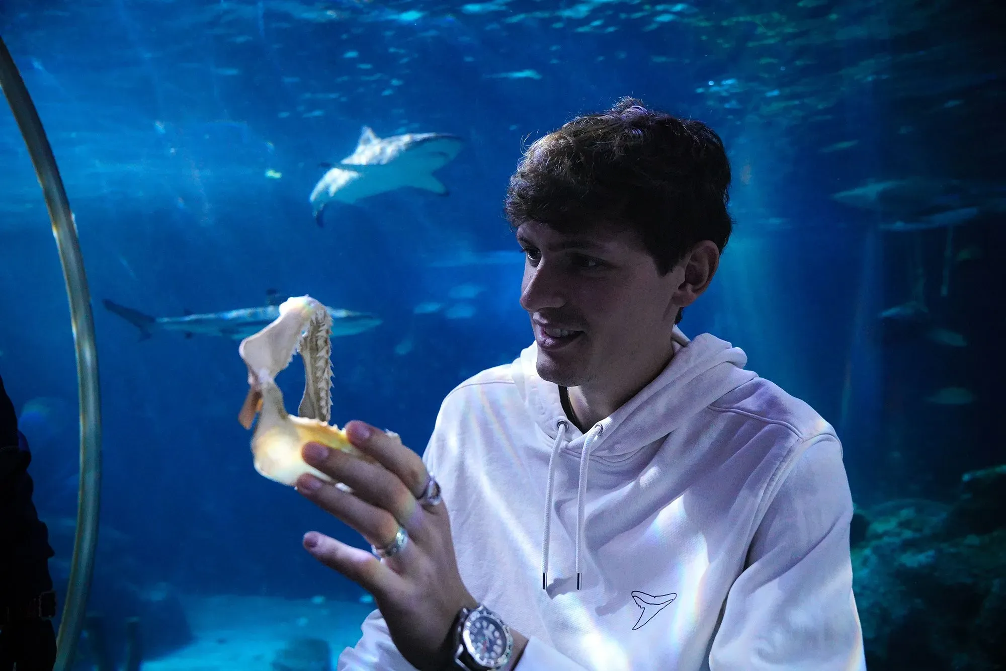 شخص يحمل سن سمكة قرش في حوض مائي، مع أسماك قرش أخرى تسبح في الخلفية، مما يبرز تأثير أزمة المناخ على أسماك القرش.