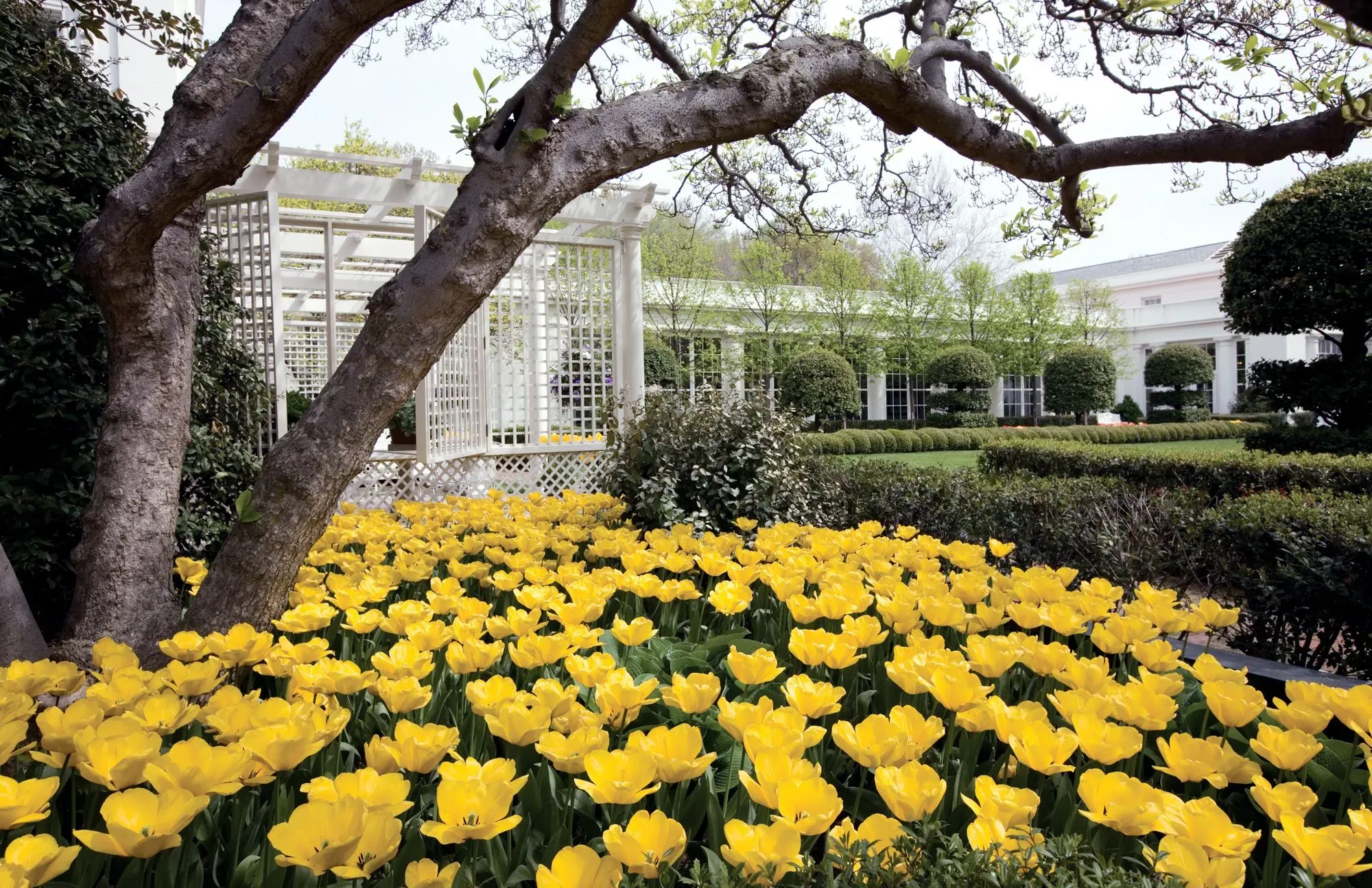حديقة مزهرة تحتوي على زهور صفراء، مع شجرة كبيرة في المقدمة وعريشة خلفية، تعكس جمال حديقة جاكلين كينيدي في البيت الأبيض.