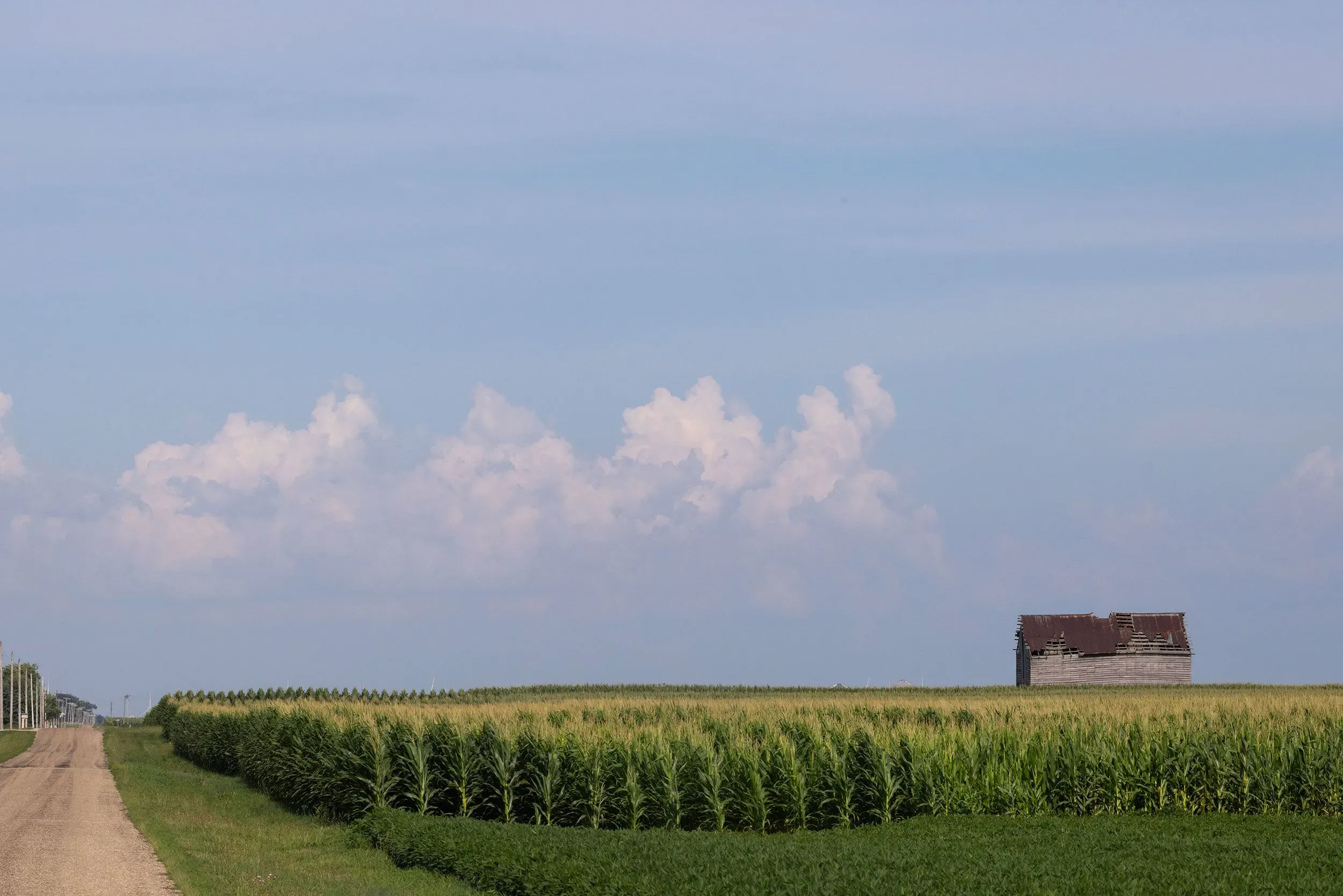 مشهد لحقول الذرة الخضراء ومنزل قديم في منطقة ريفية، يعكس تأثيرات تغير المناخ على الزراعة في الولايات المتحدة.